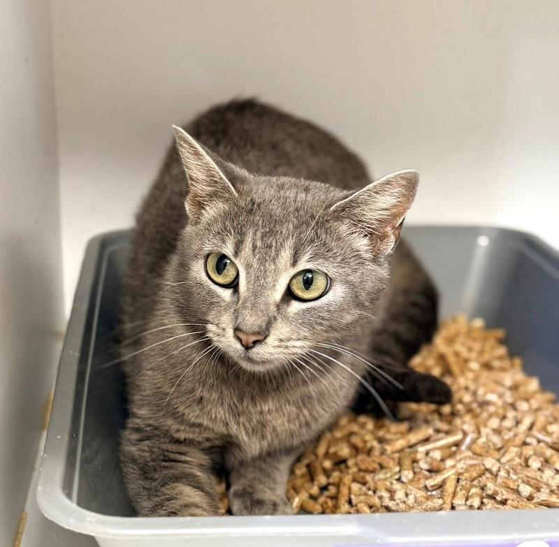 BABY BELL, ADOPTABLE, Adult Female Domestic Short Hair.