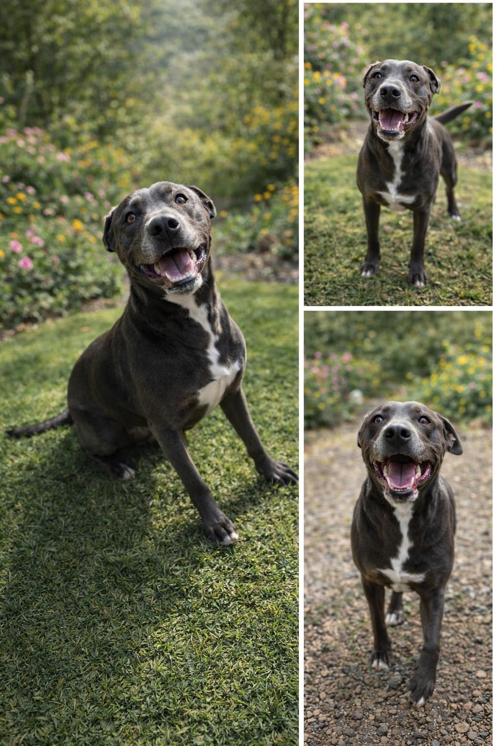 Enlarge Dixie, an adopted mixed breed in Darien, GA image 1/1