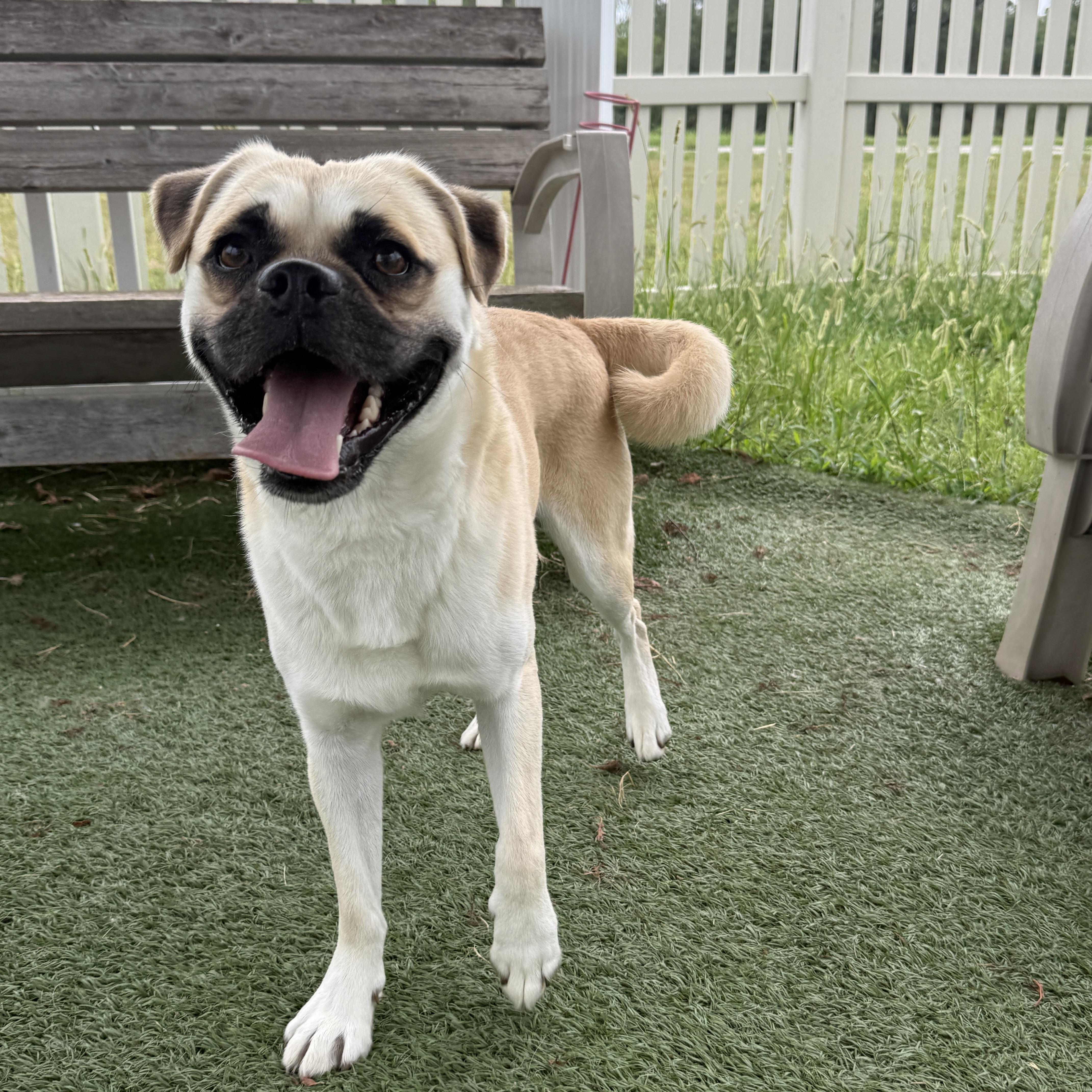 Enlarge Cobi, a Adoptable Chug in Auburn, NE image 6/6