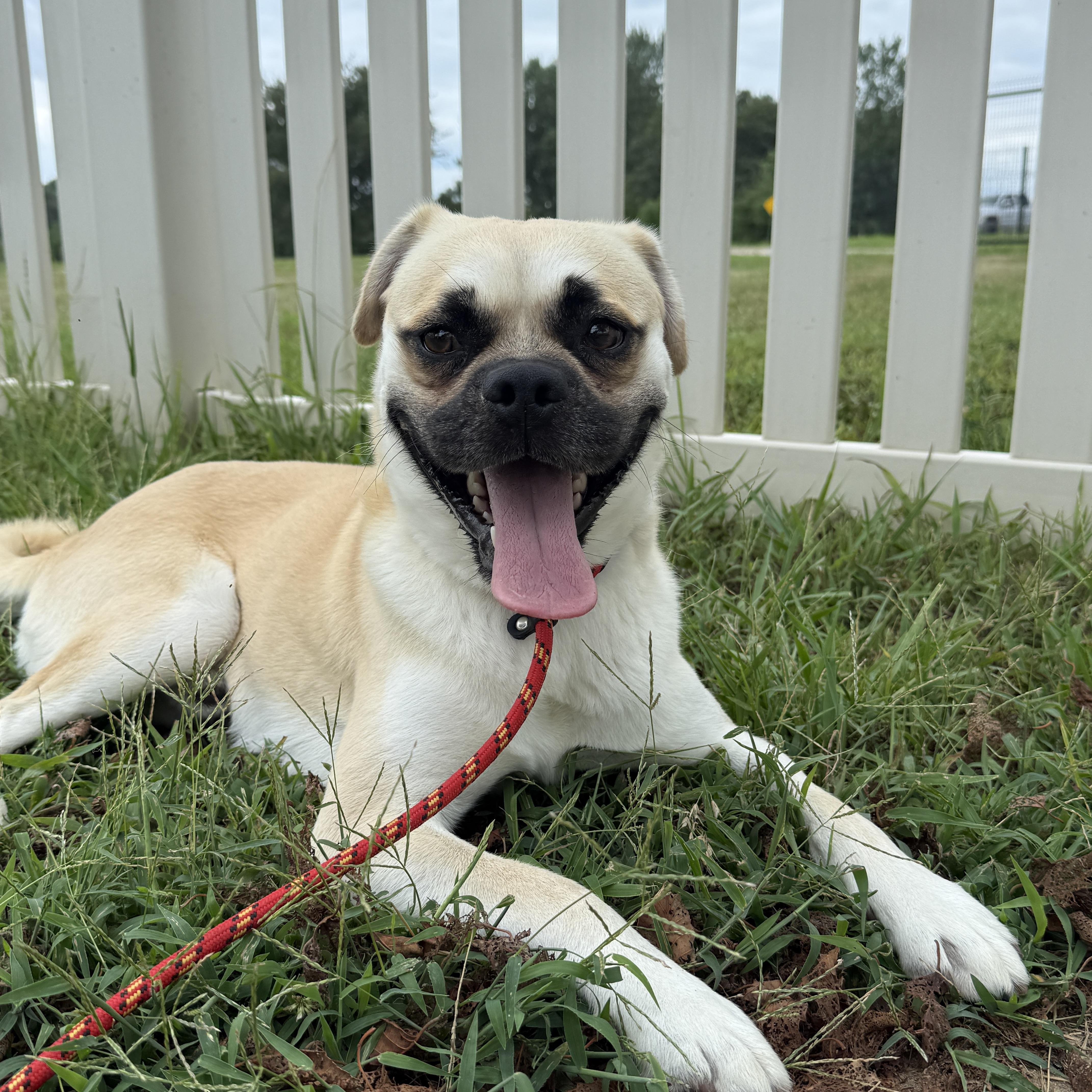 Enlarge Cobi, a Adoptable Chug in Auburn, NE image 2/6