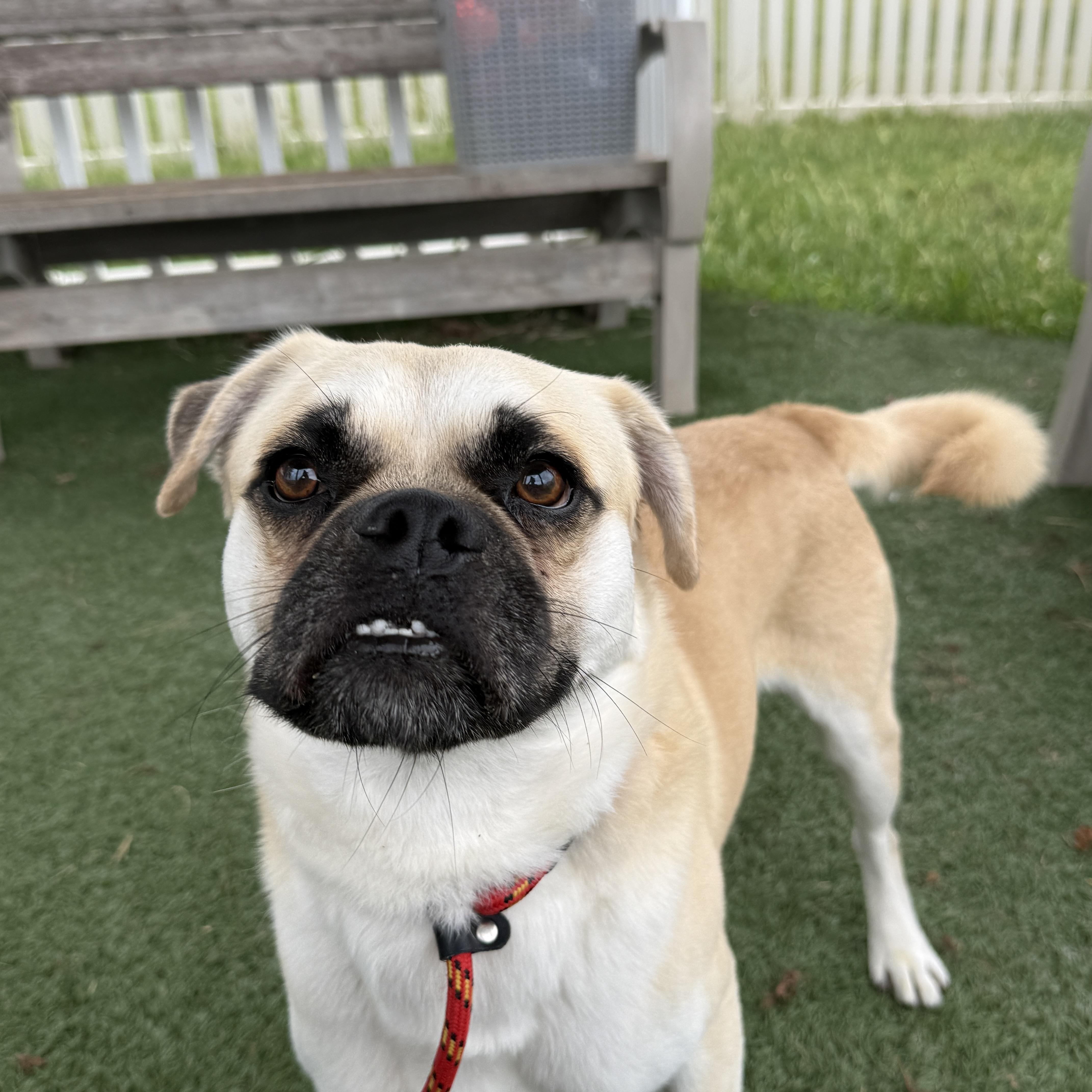 Enlarge Cobi, a Adoptable Chug in Auburn, NE image 4/6