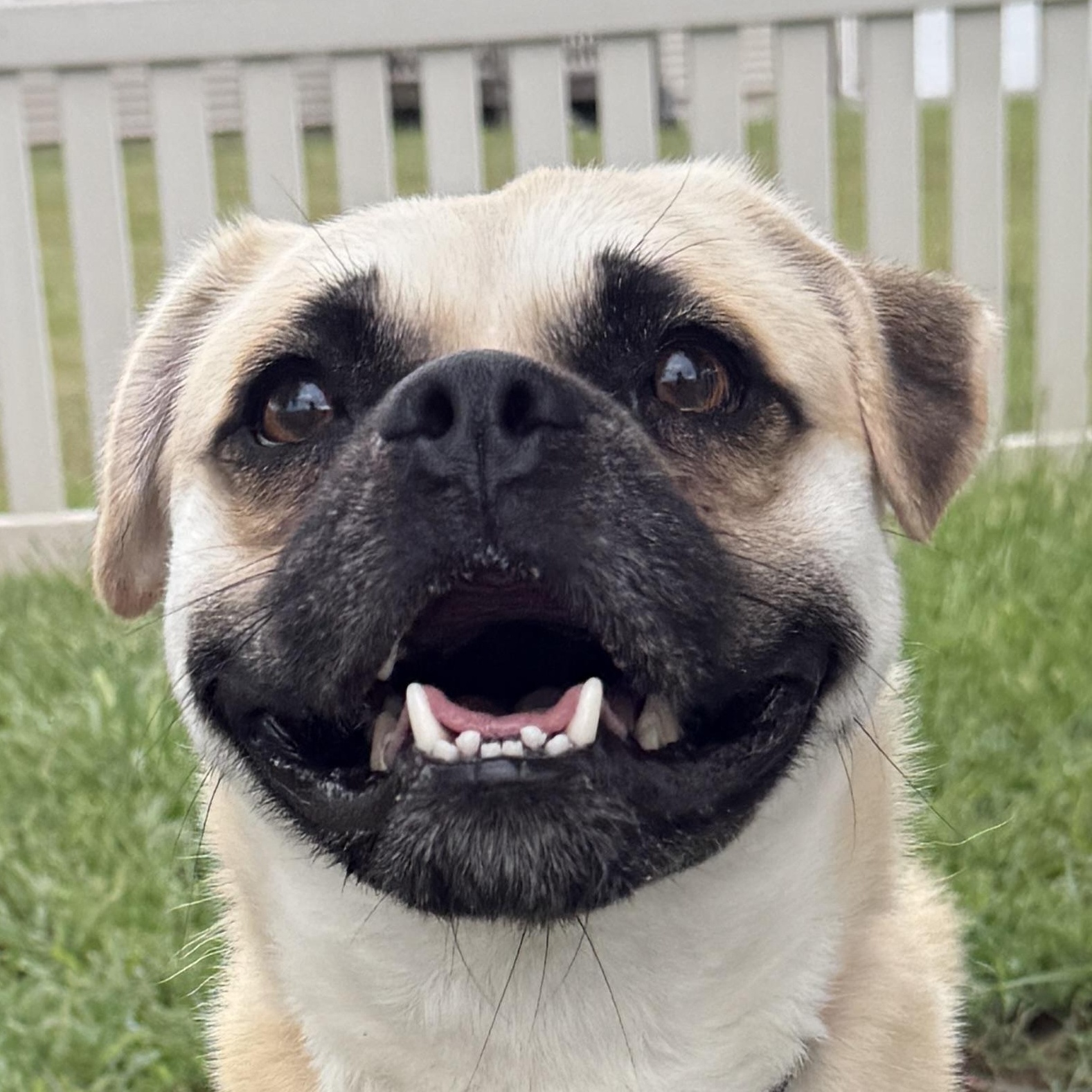 Enlarge Cobi, a Adoptable Chug in Auburn, NE image 1/6