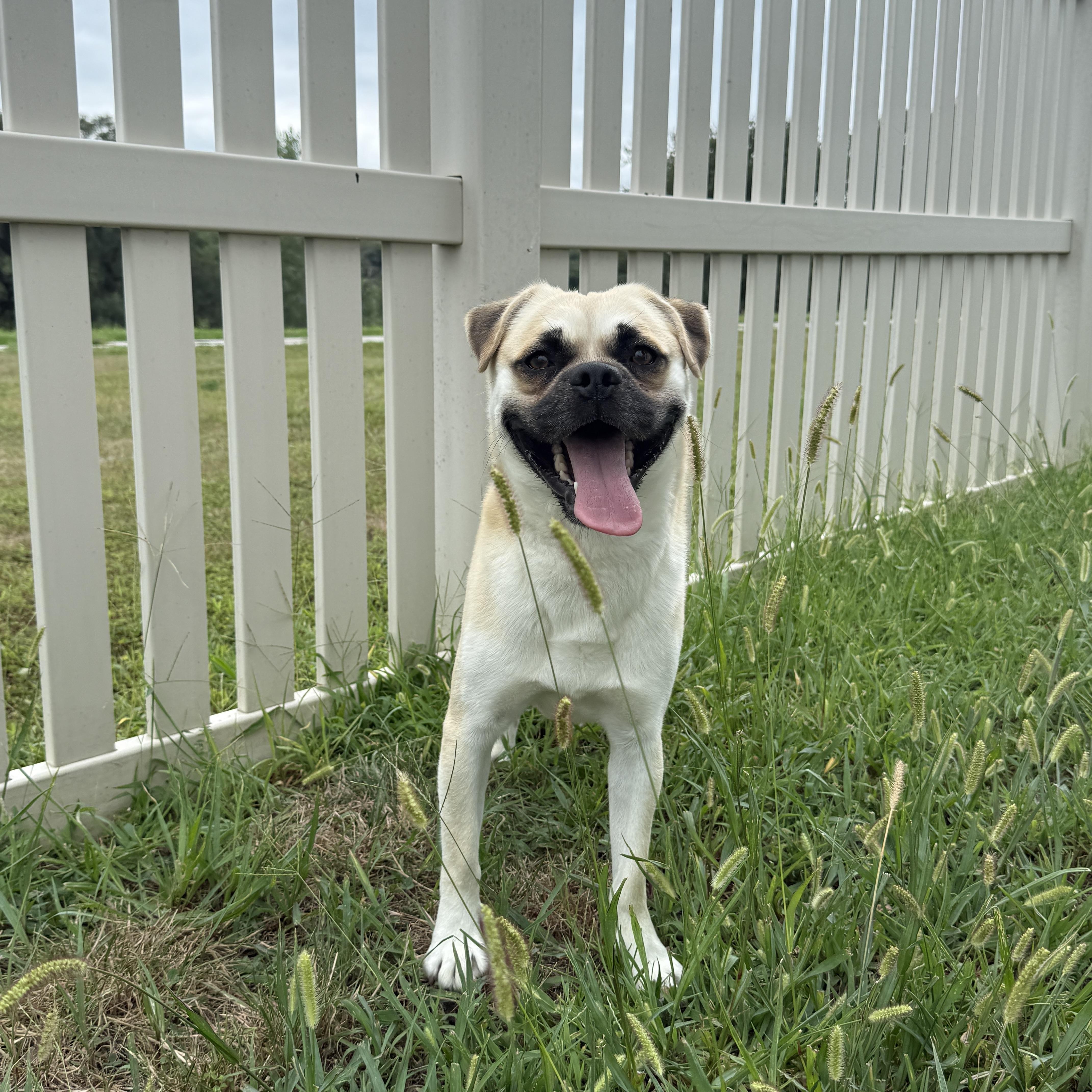 Enlarge Cobi, a Adoptable Chug in Auburn, NE image 5/6