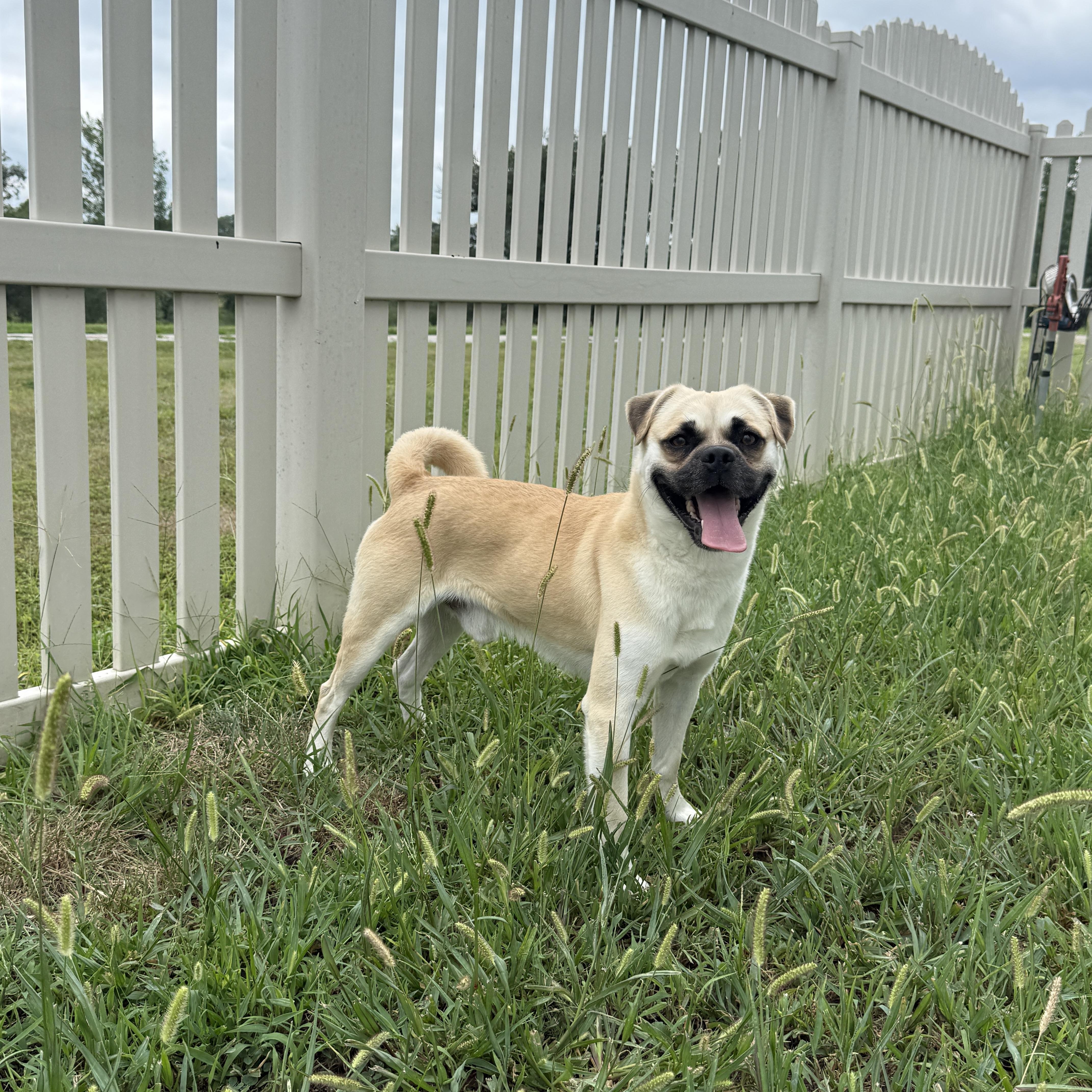 Enlarge Cobi, a Adoptable Chug in Auburn, NE image 3/6