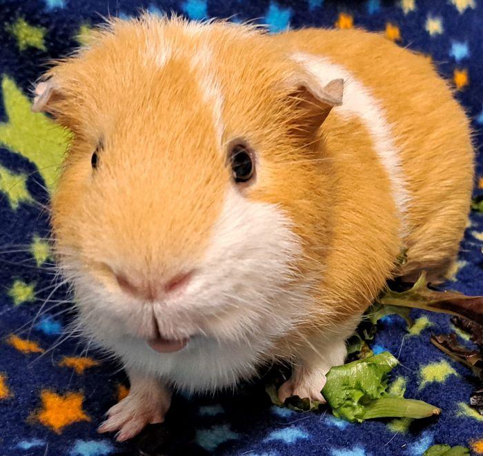 Boomer, a ADOPTABLE Short-Haired in Gary, IN image 1/5