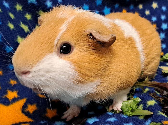 Boomer, a ADOPTABLE Short-Haired in Gary, IN image 5/5