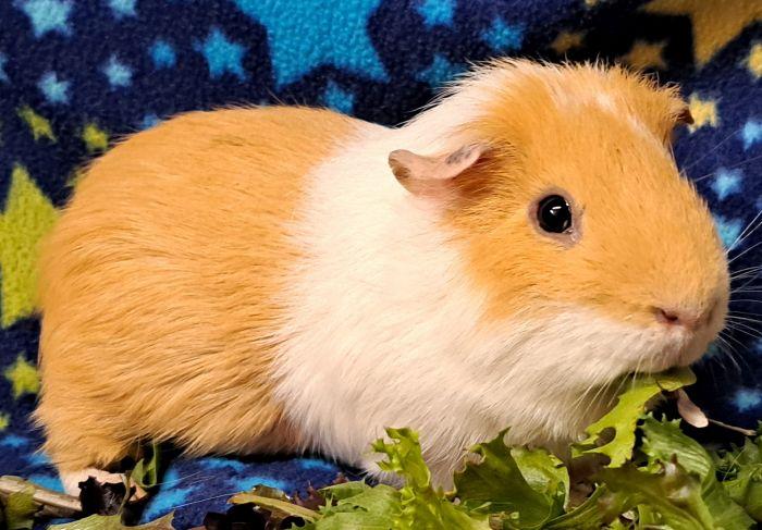 Boomer, a ADOPTABLE Short-Haired in Gary, IN image 3/5