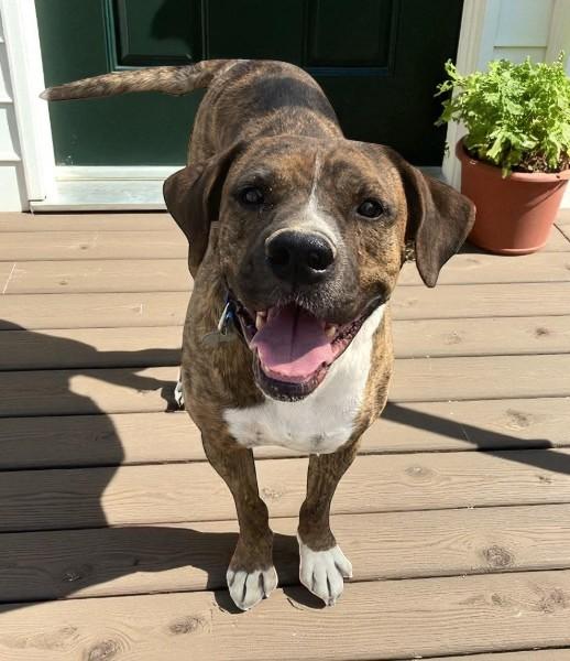 Enlarge Max, a Adoptable Boxer in Carson City, NV image 1/1