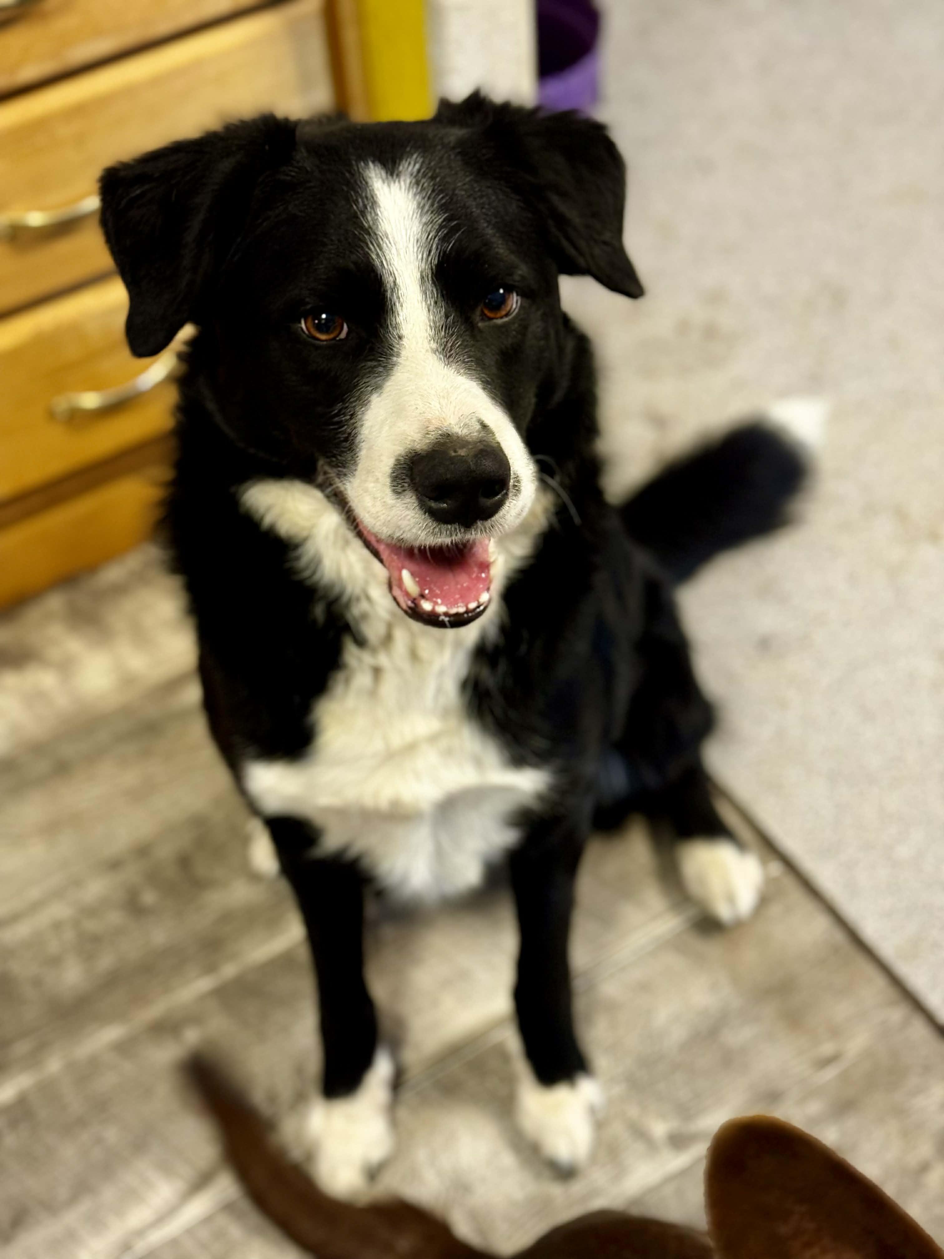 Enlarge Goose, an adopted mixed breed in Bend, OR image 1/3