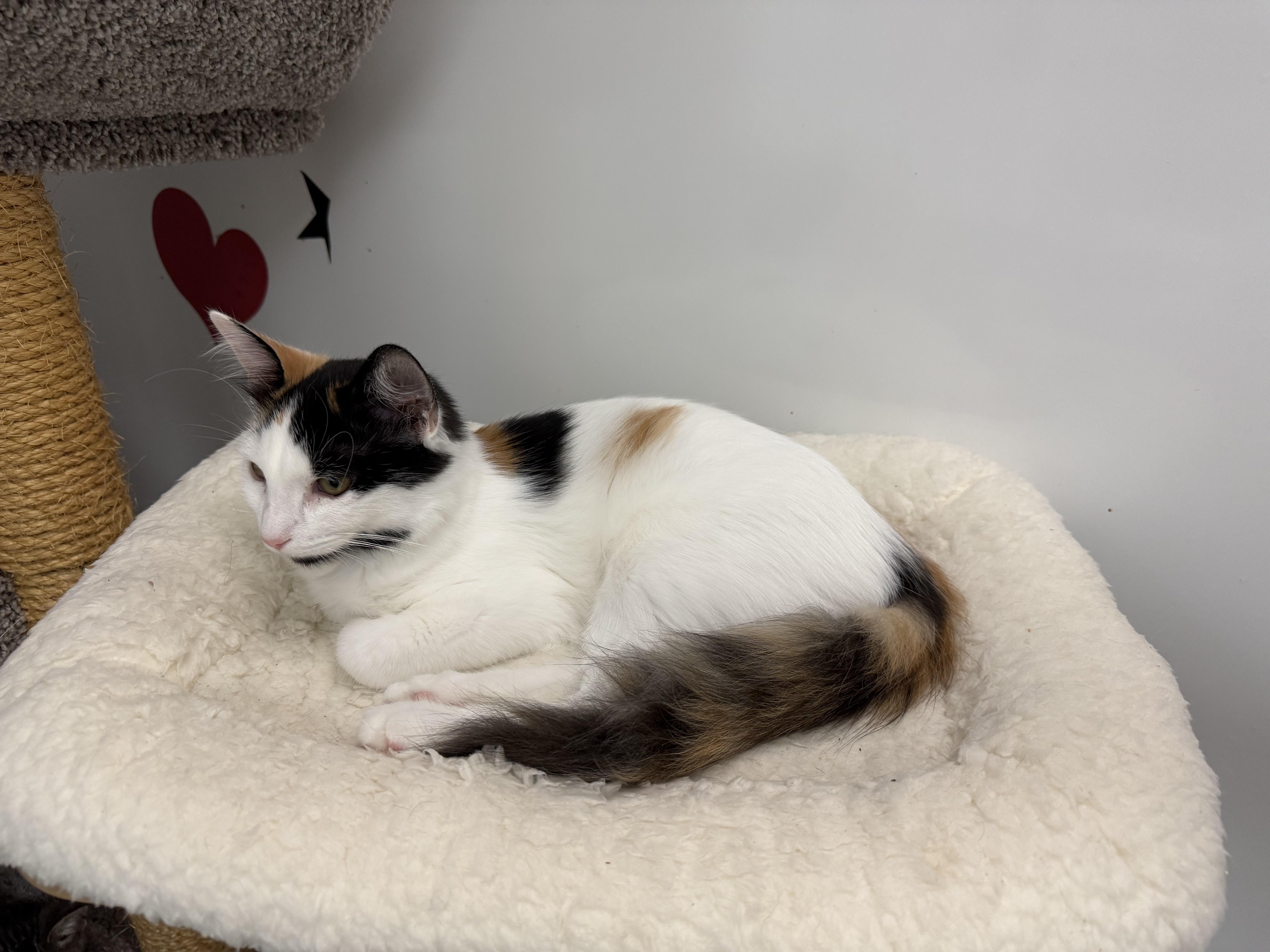Enlarge Mango, a Adoptable Calico in Newport Beach, CA image 6/6