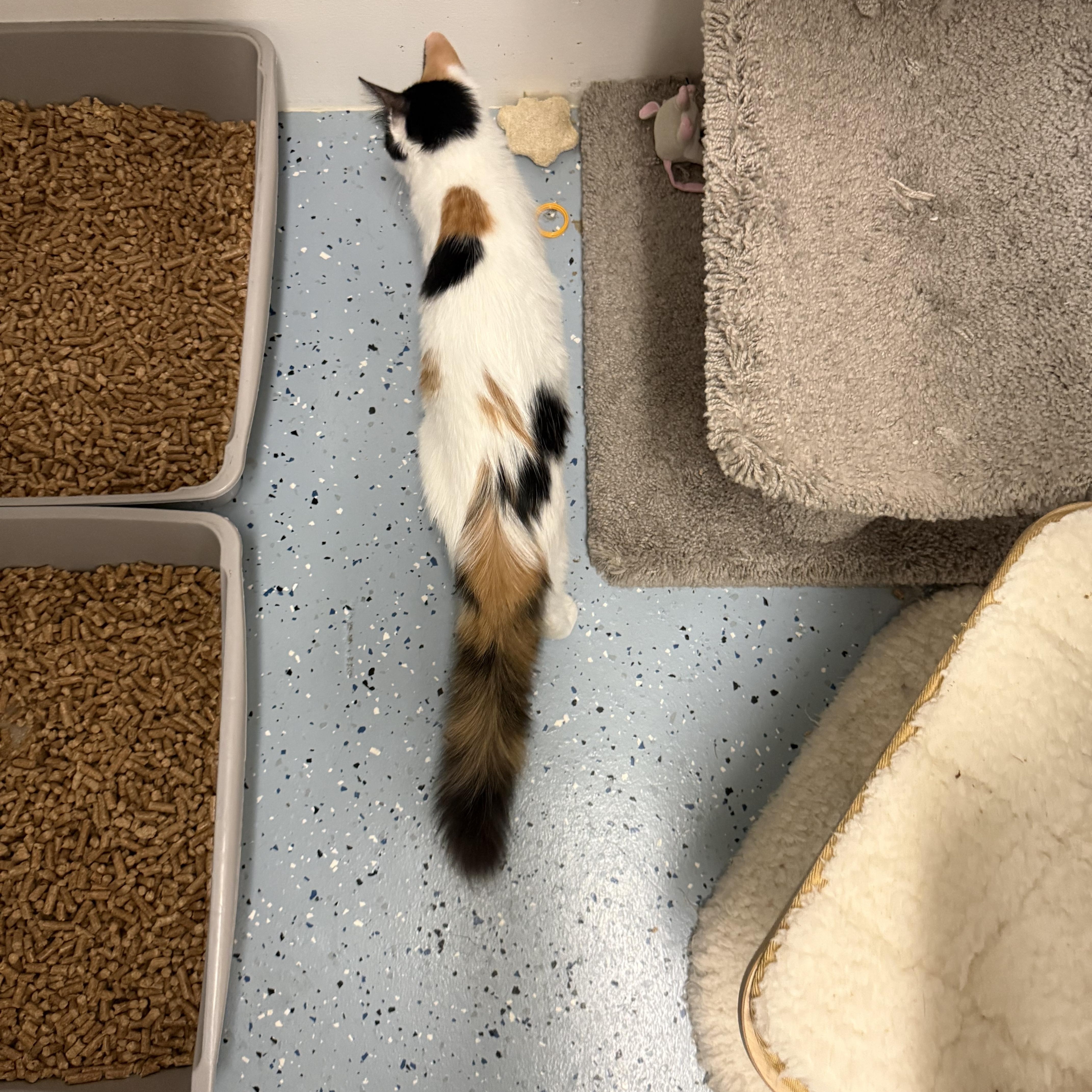 Enlarge Mango, a Adoptable Calico in Newport Beach, CA image 2/6