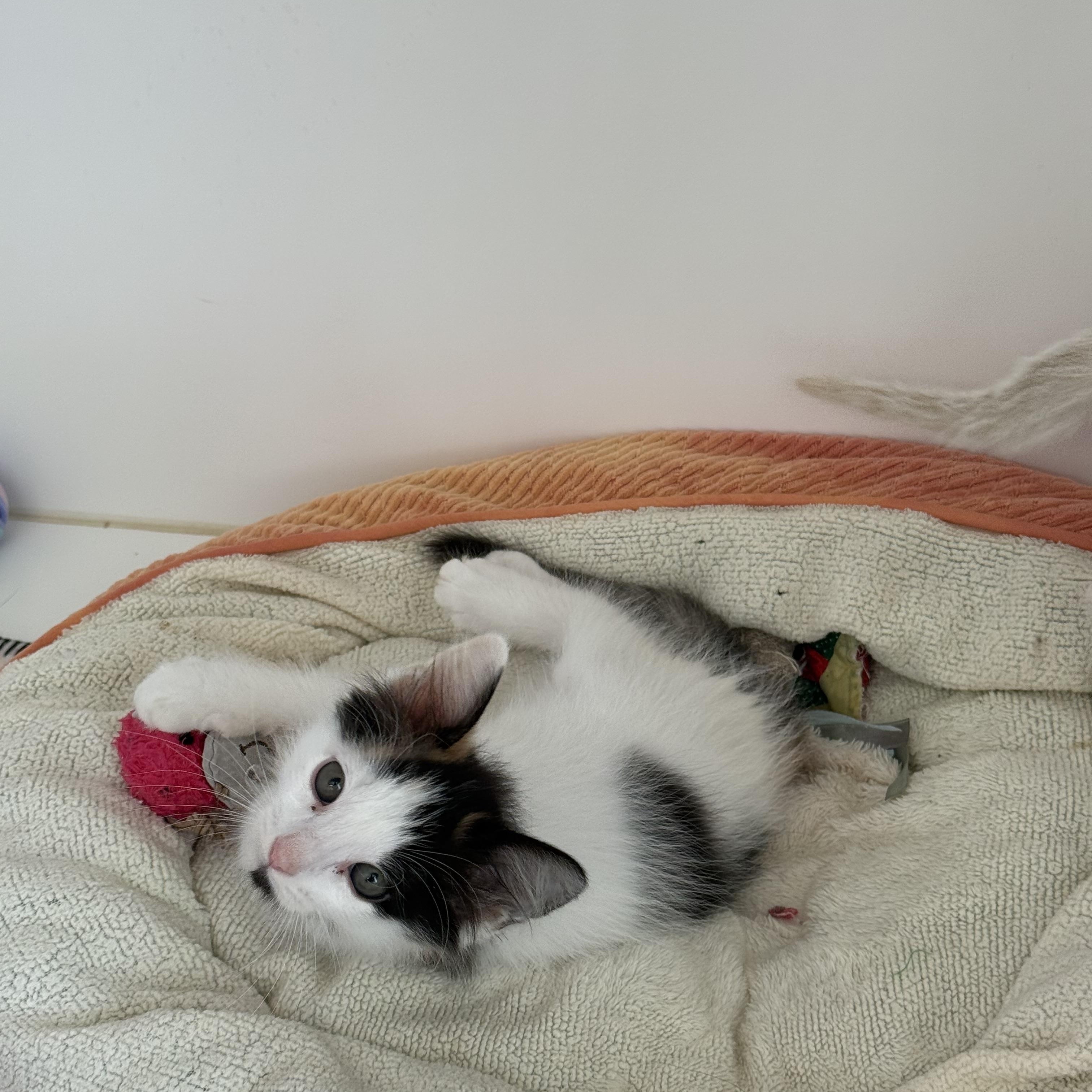 Enlarge Mango, a Adoptable Calico in Newport Beach, CA image 3/6