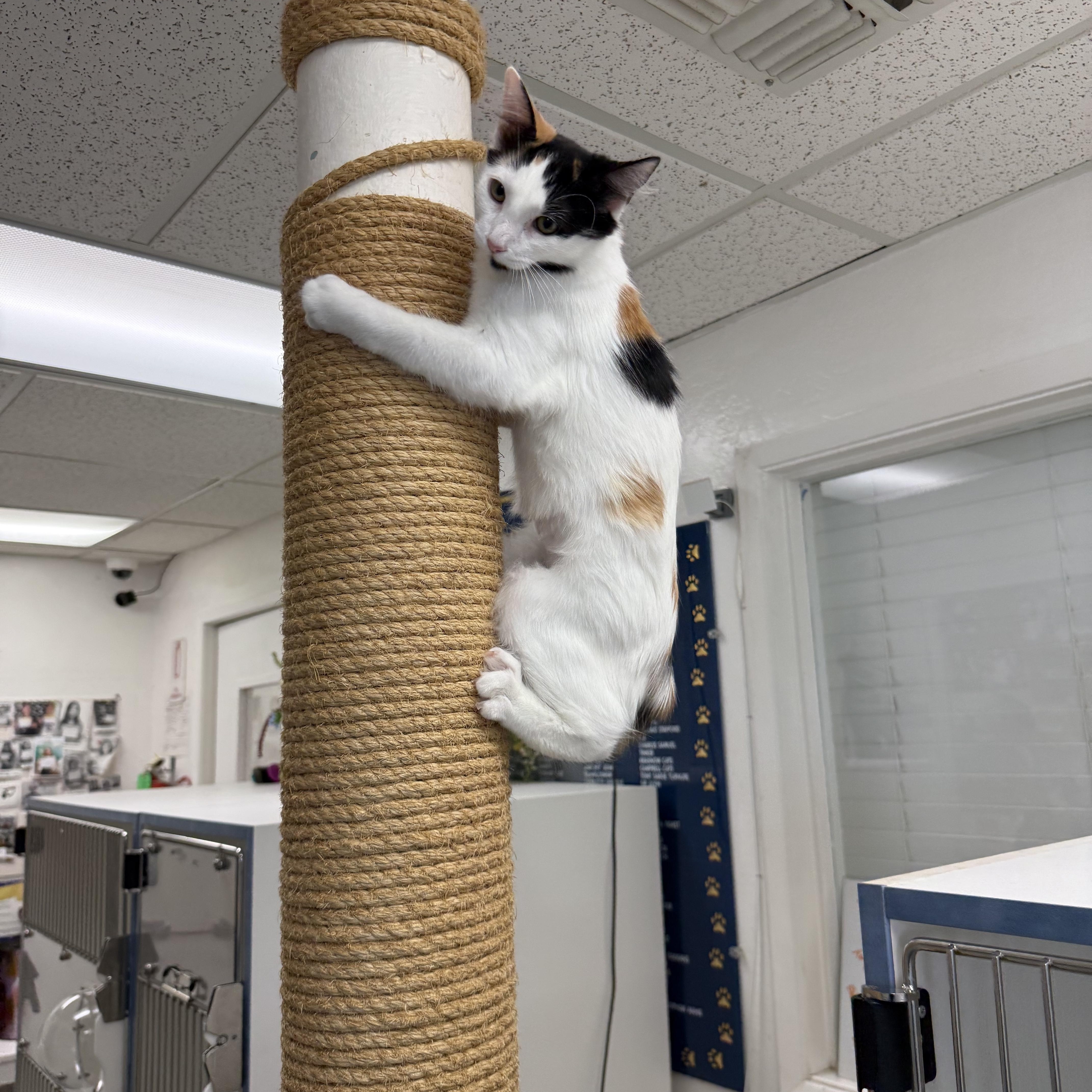 Enlarge Mango, a Adoptable Calico in Newport Beach, CA image 1/6