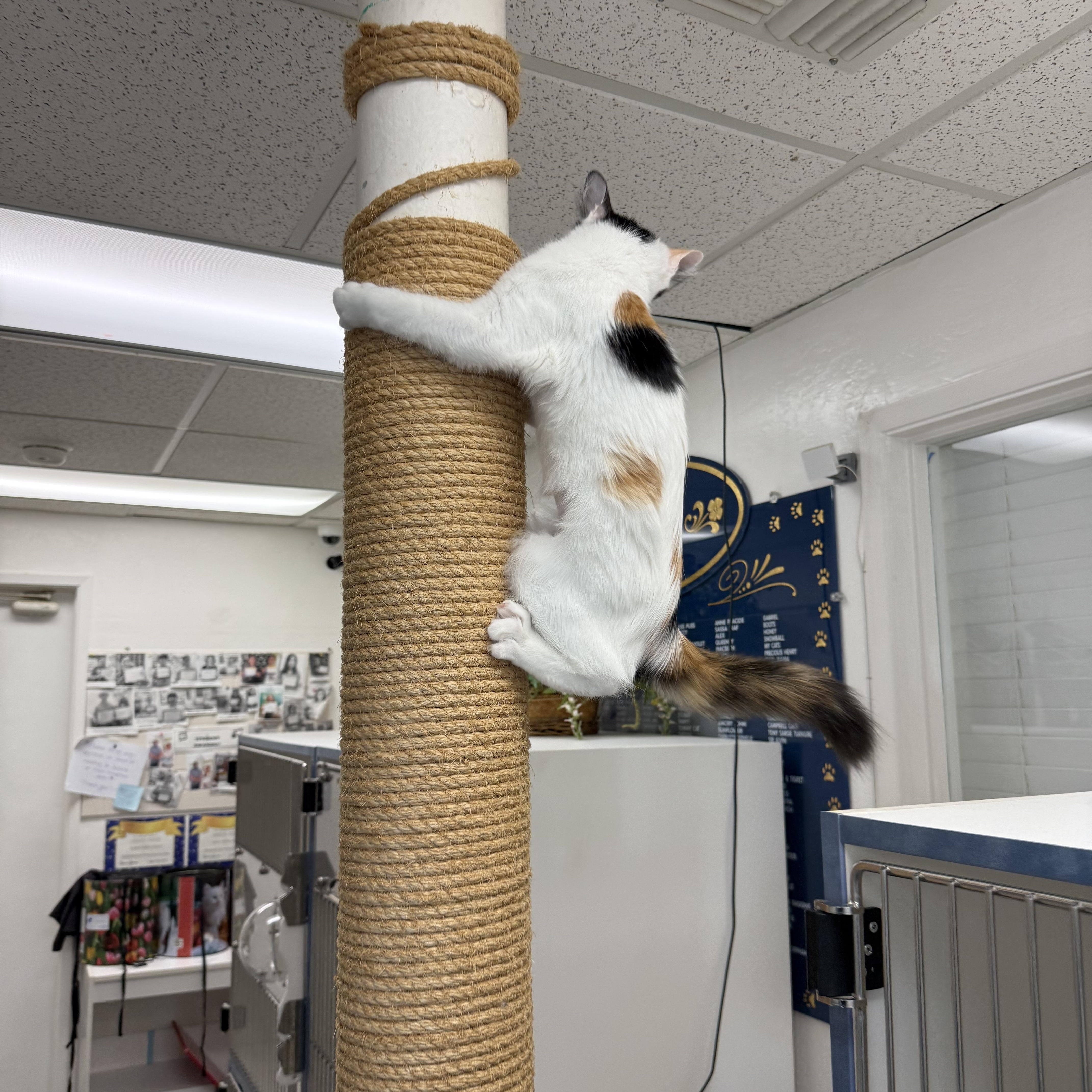 Enlarge Mango, a Adoptable Calico in Newport Beach, CA image 5/6