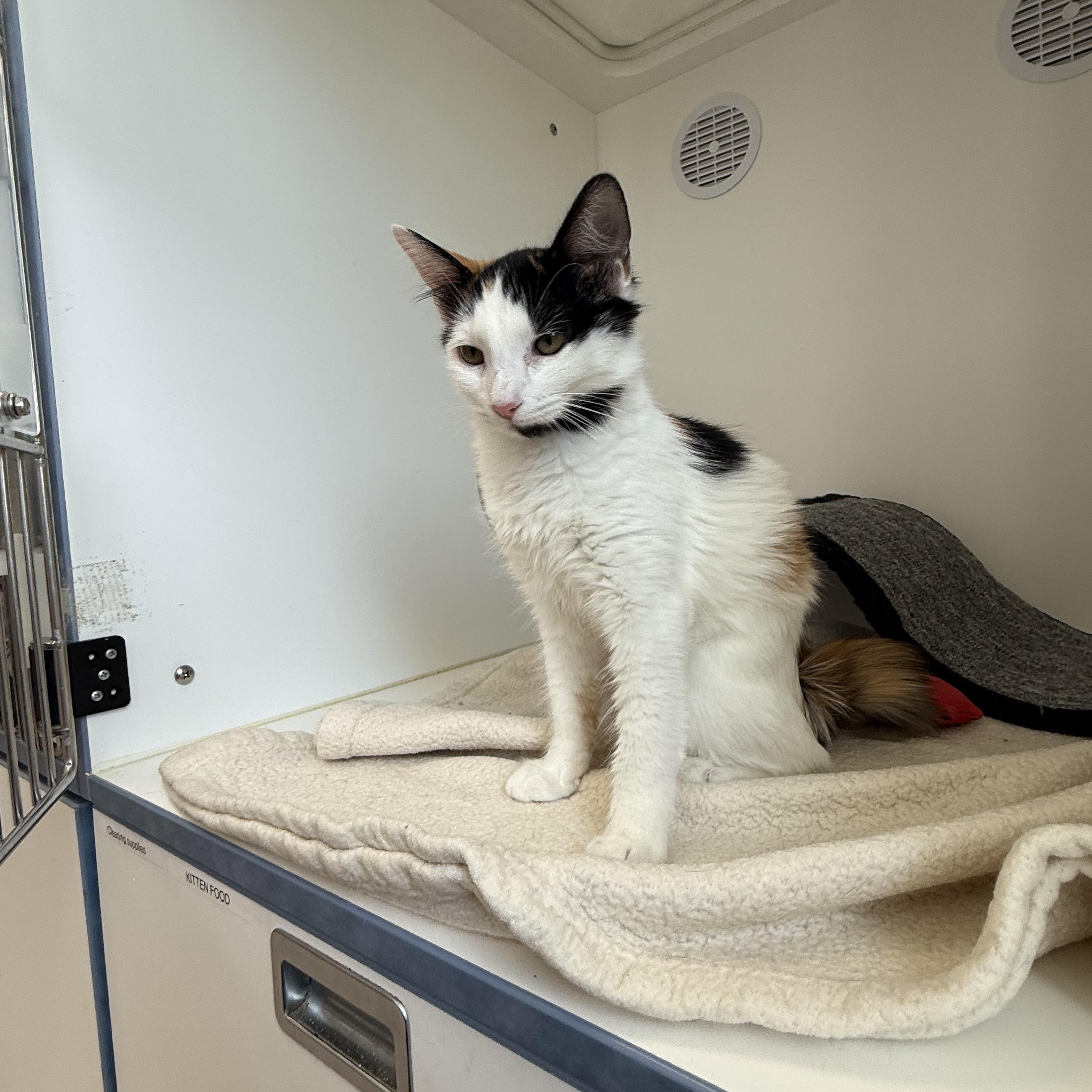 Enlarge Mango, a Adoptable Calico in Newport Beach, CA image 4/6