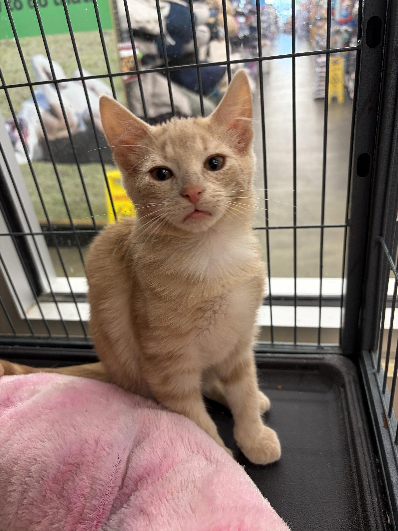 MONTEZUMO, Adopted, Young Male Domestic Short Hair.
