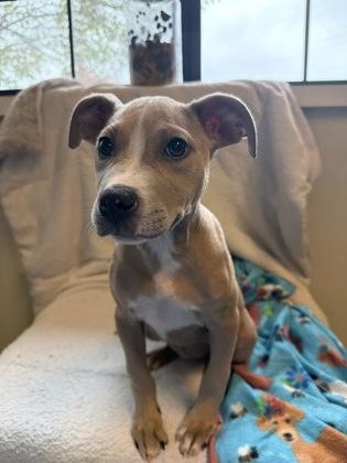 Jill, Adoptable, Puppy Female Pit Bull Terrier & Mixed Breed.