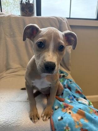 Enlarge Jill, a Adoptable mixed breed in Harbor Springs, MI image 2/3