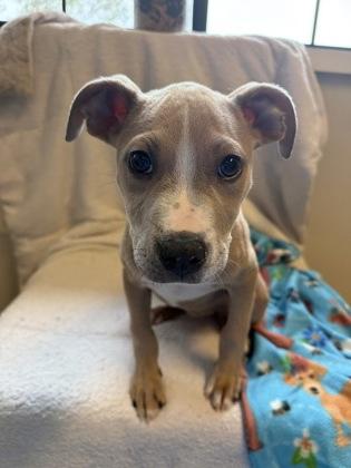 Enlarge Jill, a Adoptable mixed breed in Harbor Springs, MI image 3/3