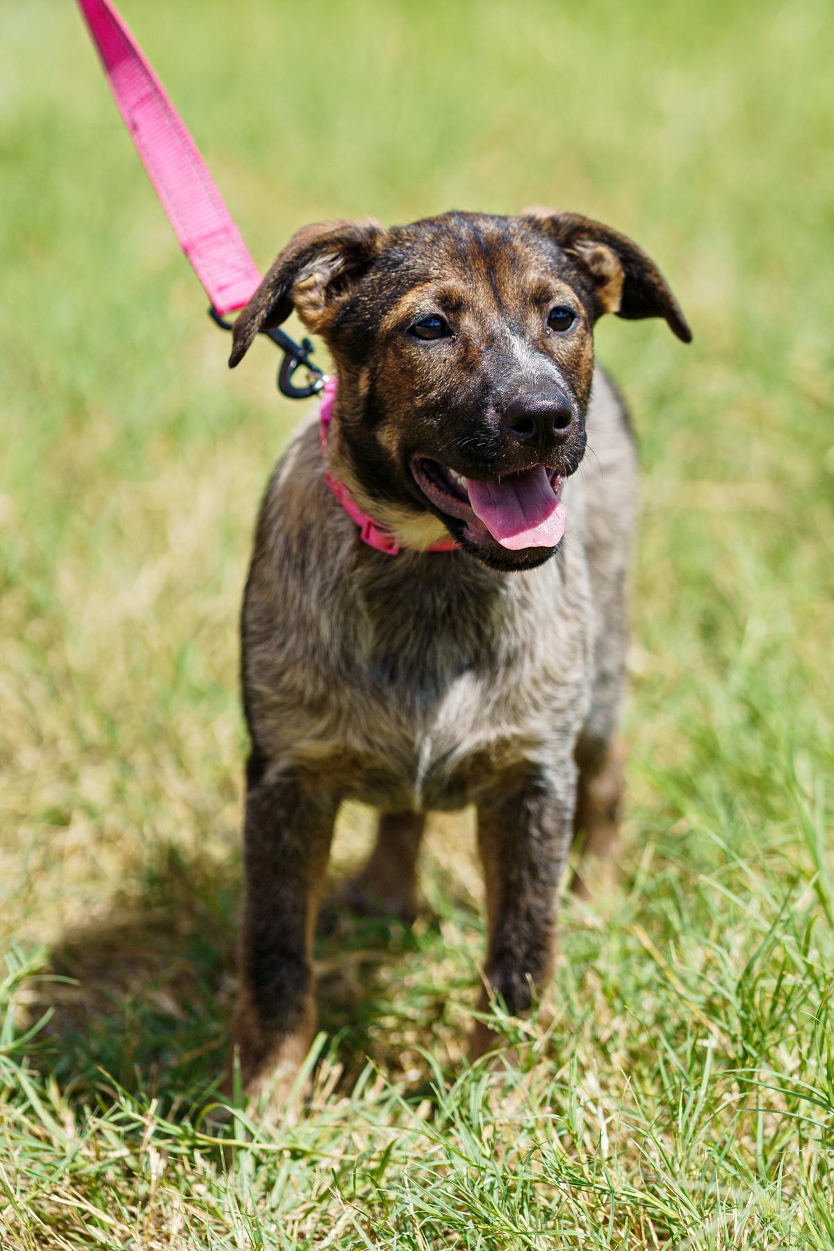 Enlarge Lita, a Adoptable mixed breed in LAMPASAS, TX image 6/6