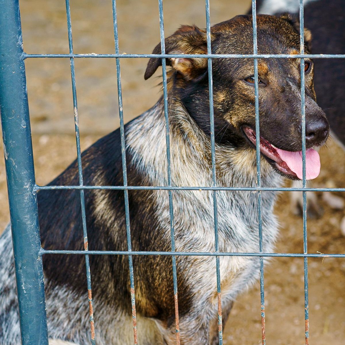Lita, Adoptable, Adult Female Australian Cattle Dog / Blue Heeler & Australian Shepherd.