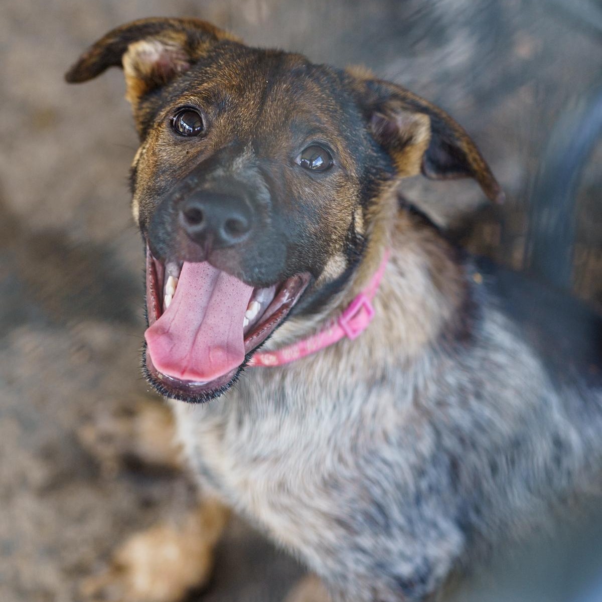 Lita, Adoptable, Adult Female Australian Shepherd & Australian Cattle Dog / Blue Heeler.