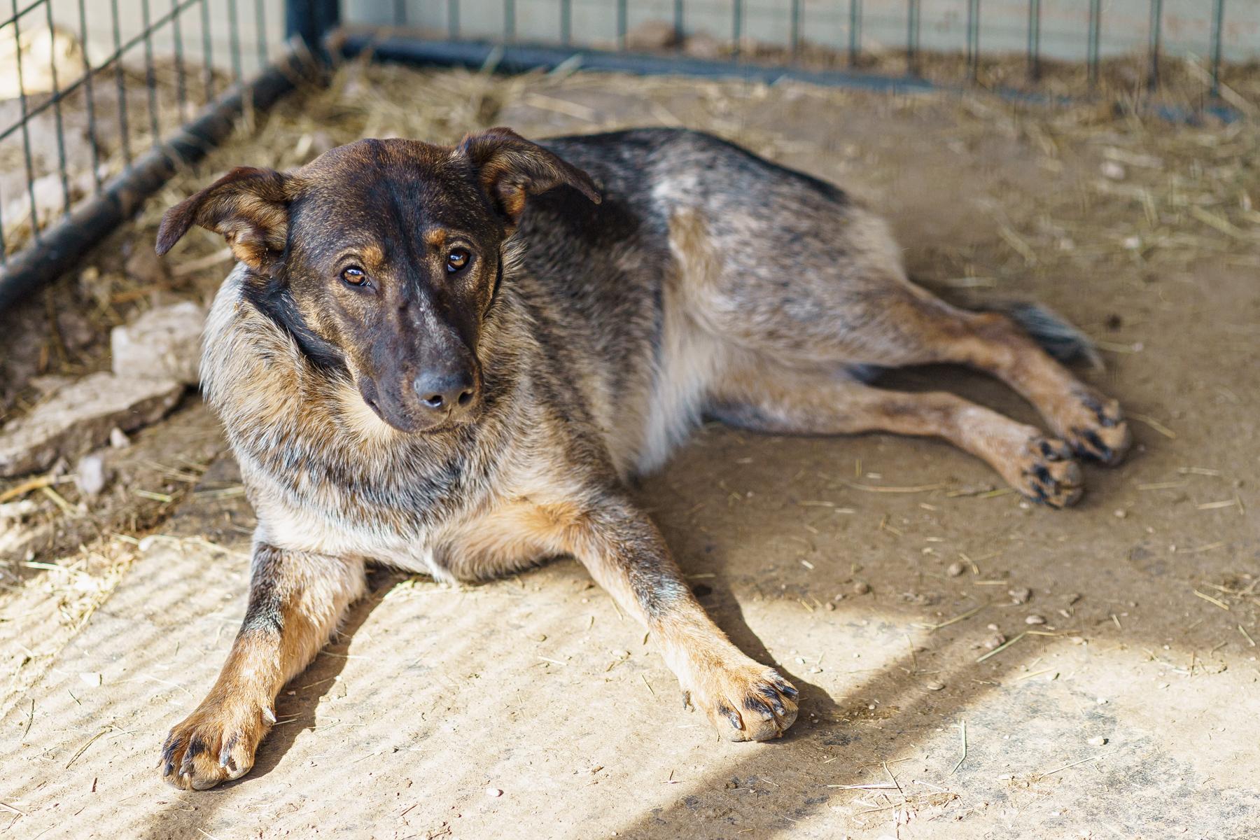 Enlarge Lita, a Adoptable mixed breed in LAMPASAS, TX image 3/6
