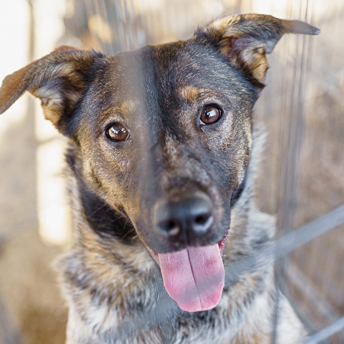 Enlarge Lita, a Adoptable mixed breed in LAMPASAS, TX image 2/6