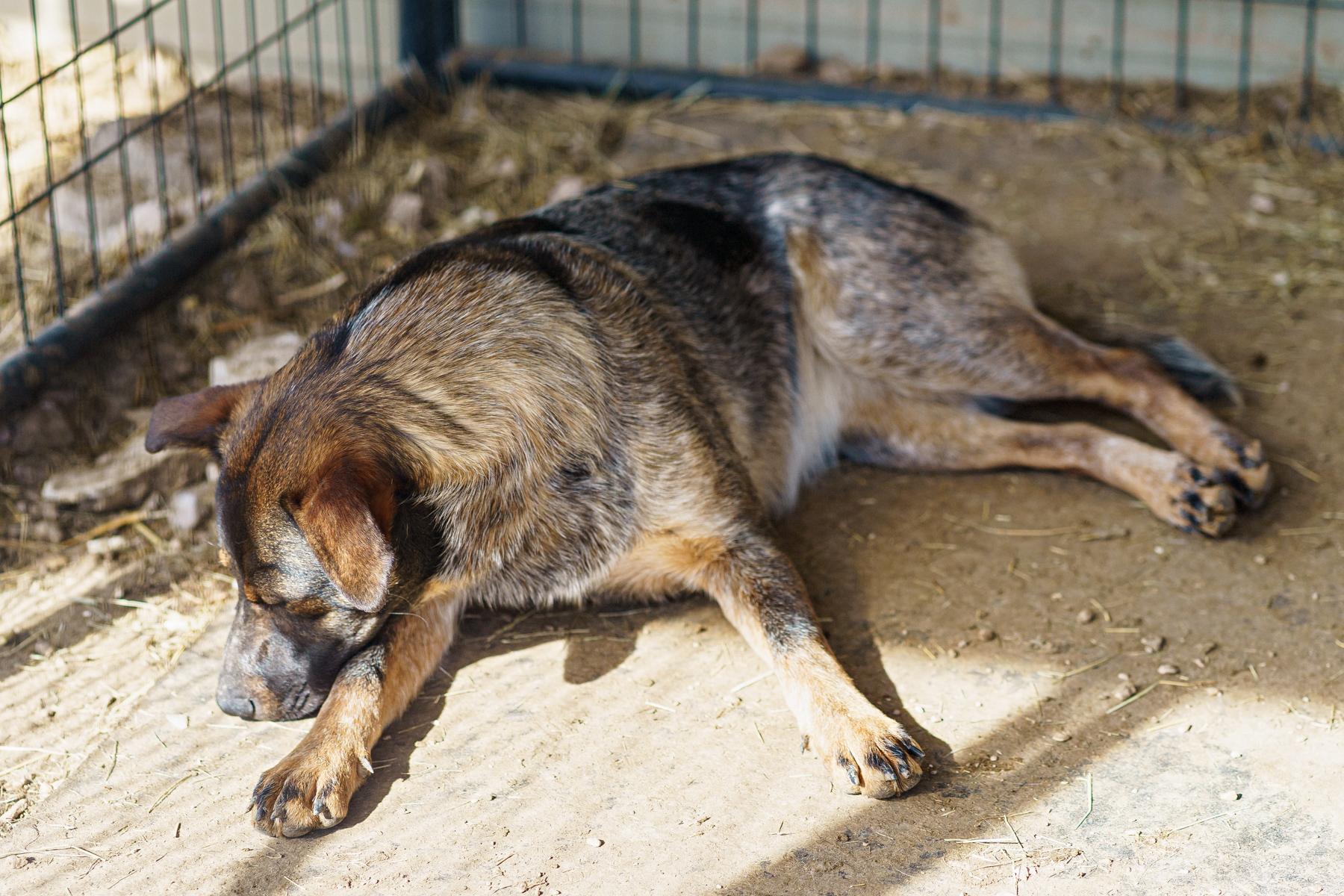 Enlarge Lita, a Adoptable mixed breed in LAMPASAS, TX image 4/6
