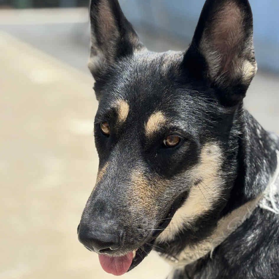 Heidi, a Adoptable German Shepherd Dog in Altamont, NY image 2/3