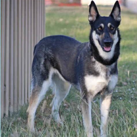 Heidi, a Adoptable German Shepherd Dog in Altamont, NY image 1/3