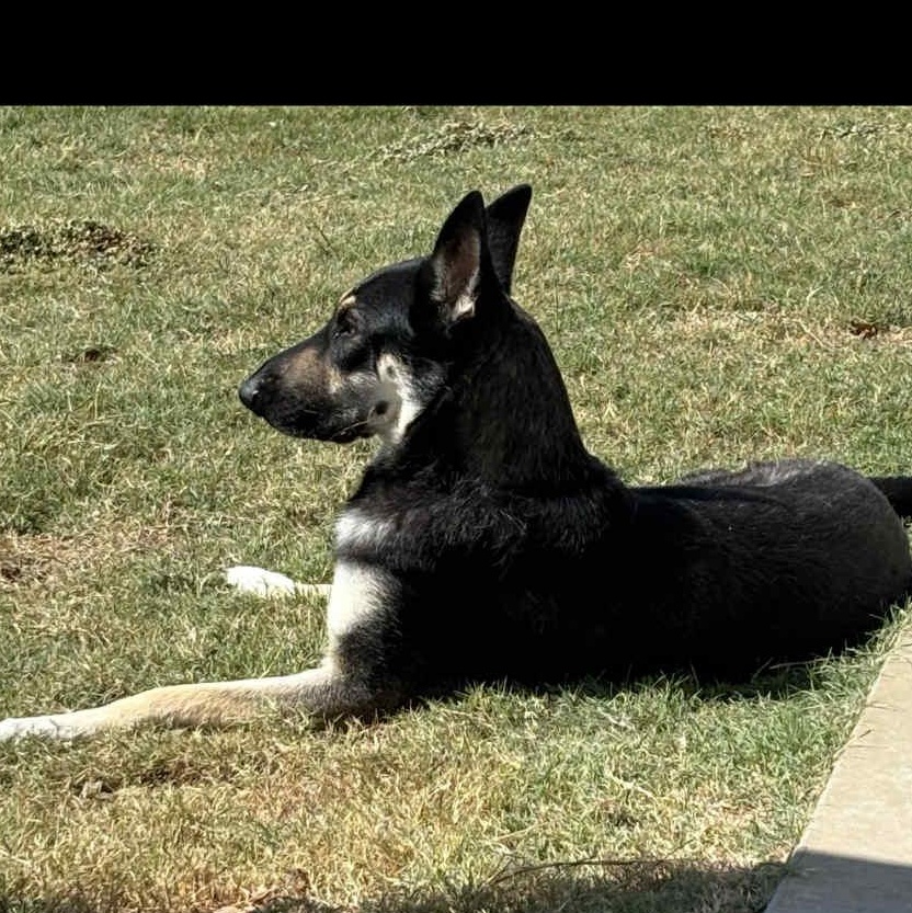 Heidi, a Adoptable German Shepherd Dog in Altamont, NY image 3/3