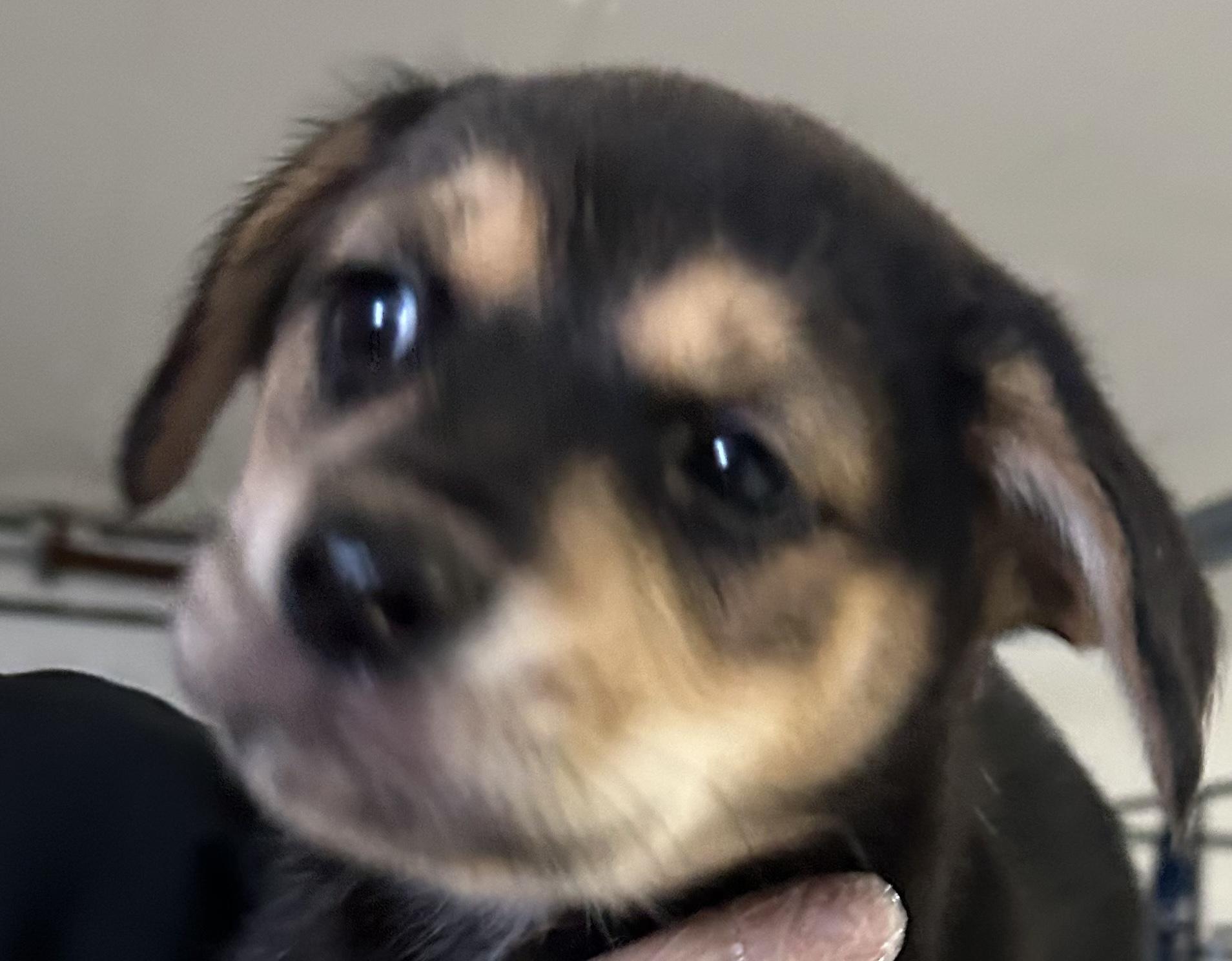 Enlarge Kit Kat, a Adoptable mixed breed in Traverse City, MI image 1/1