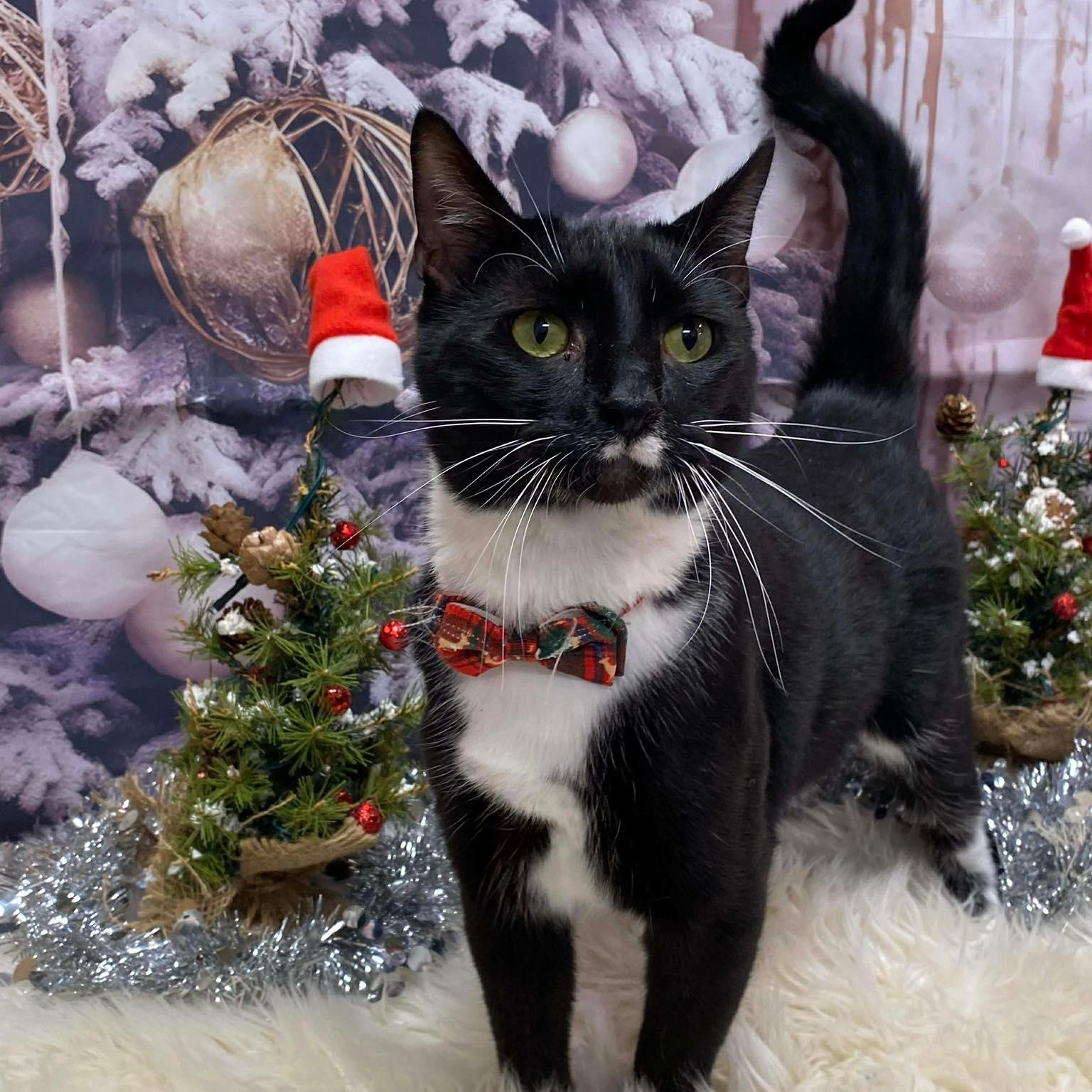 Enlarge Walrus, a Adoptable Domestic Short Hair image 1/3