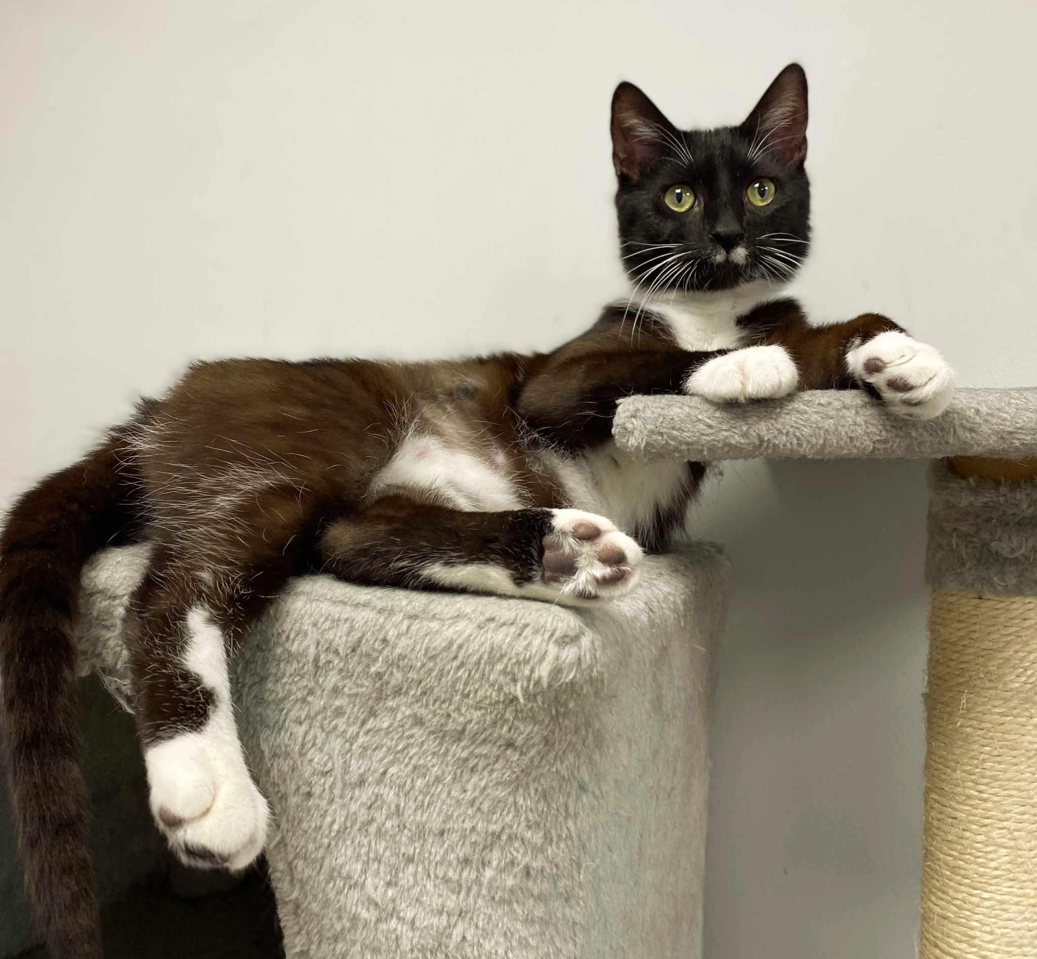 Enlarge Walrus, a Adoptable Domestic Short Hair image 2/3