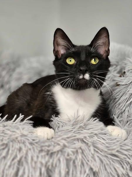 Walrus, Young Male Domestic Short Hair