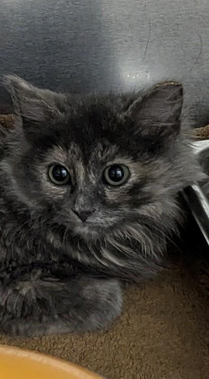 Loris, adopted, Kitten Female Domestic Long Hair.