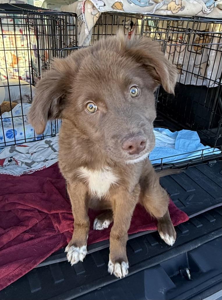 Enlarge Theo, a ADOPTABLE Mixed Breed in Albuquerque, NM image 1/3