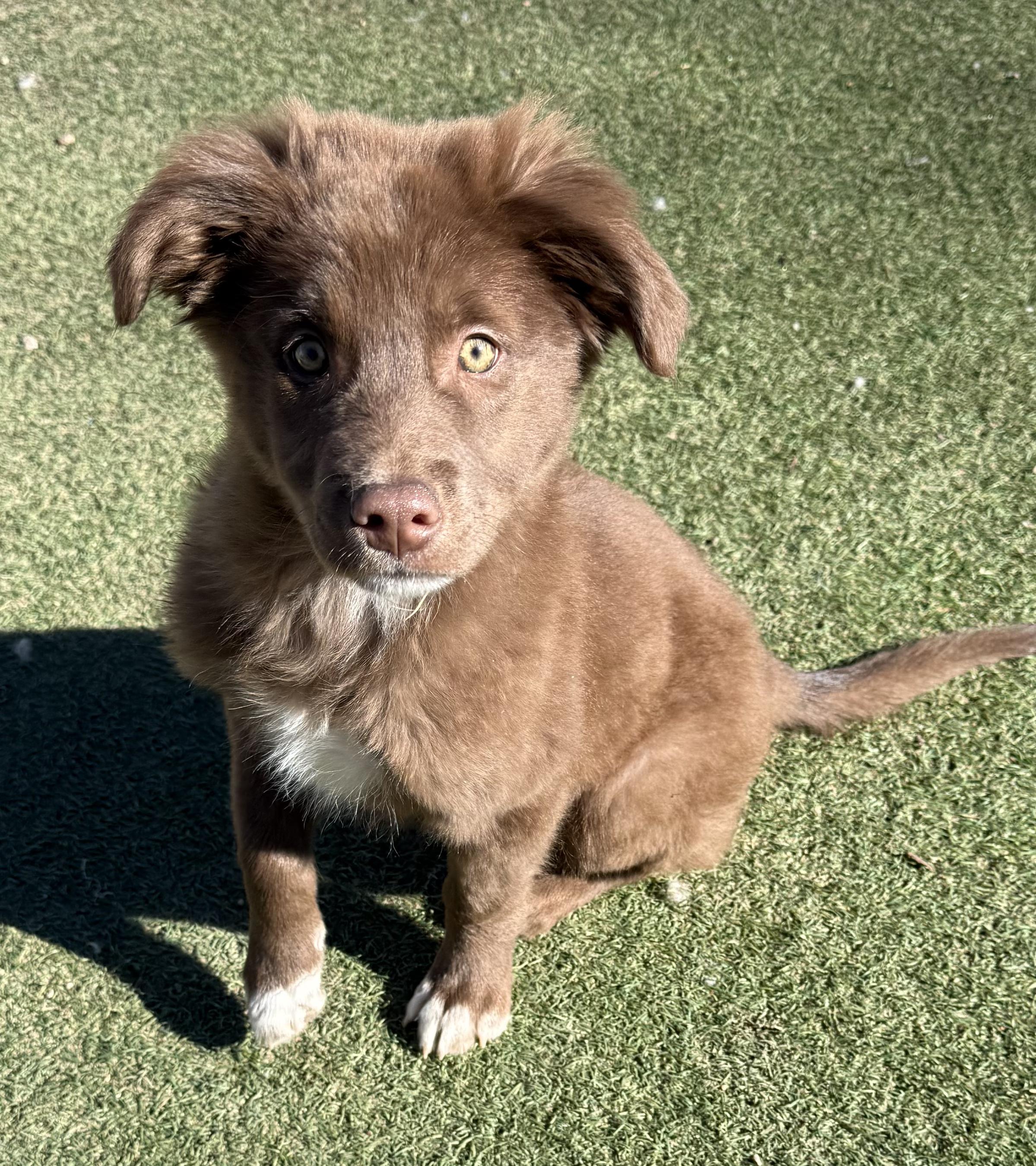 Enlarge Theo, a ADOPTABLE Mixed Breed in Albuquerque, NM image 3/3