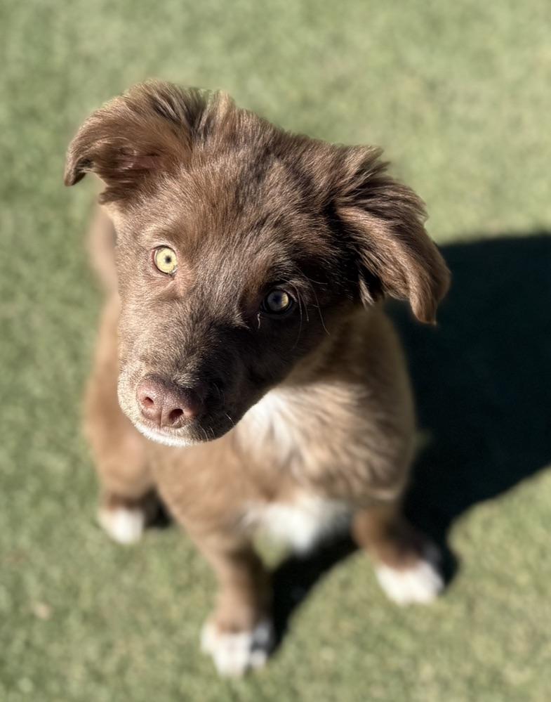 Enlarge Theo, a ADOPTABLE Mixed Breed in Albuquerque, NM image 2/3