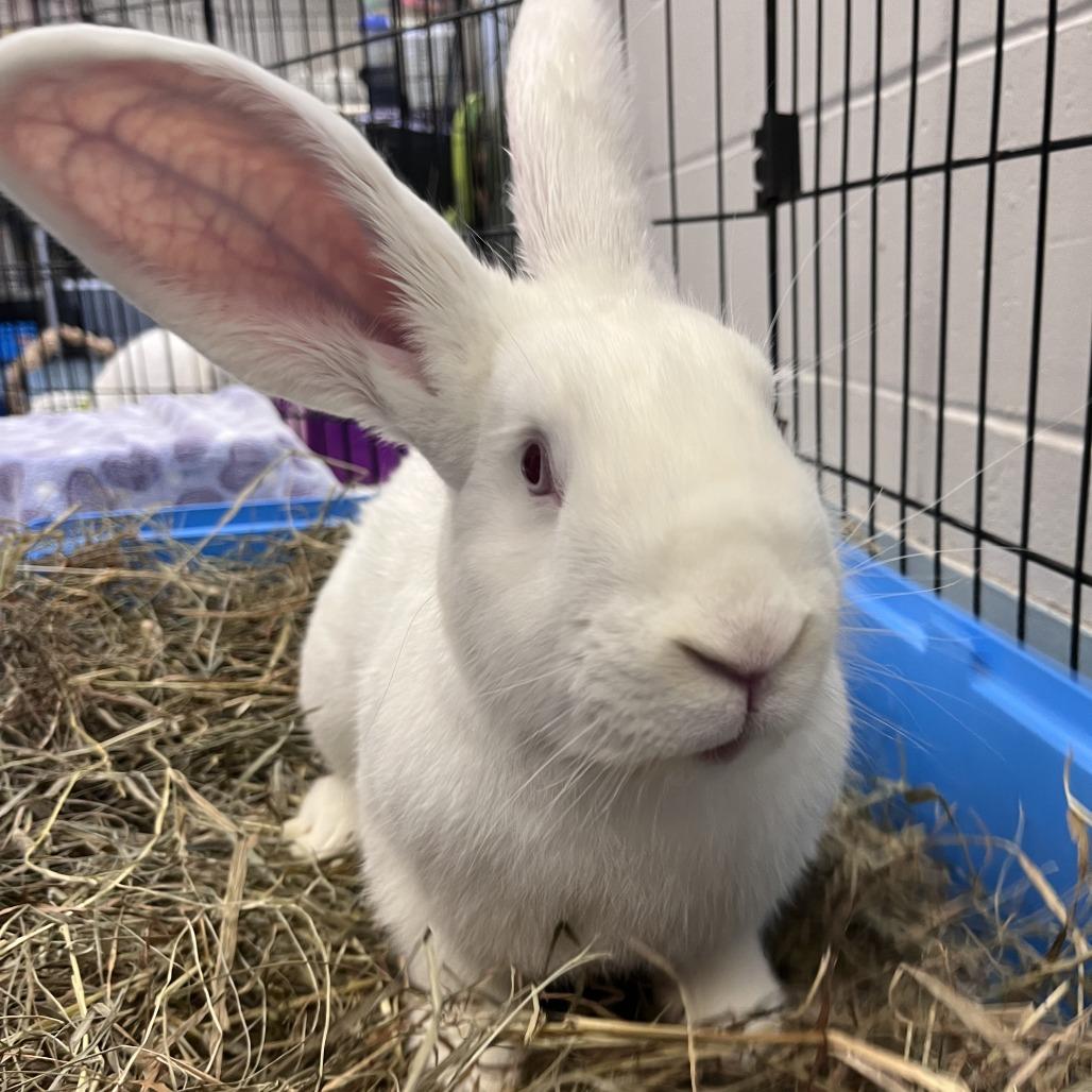 Rigel, Adoptable, Young Male New Zealand.