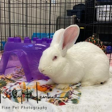 Enlarge Rigel, a Adoptable New Zealand in Brockton, MA image 2/2