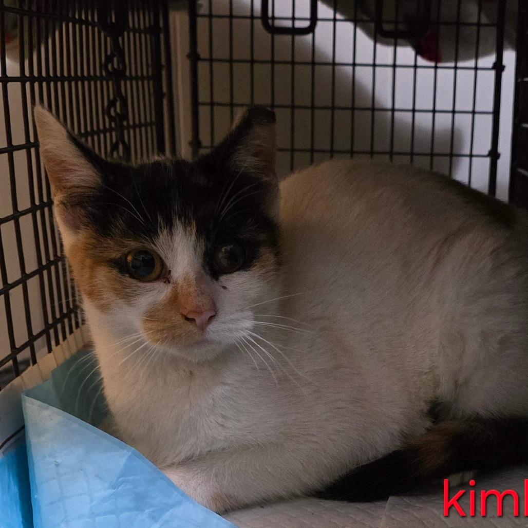 Enlarge Kimberly, a Adoptable Domestic Short Hair in Grantsville, UT image 1/1