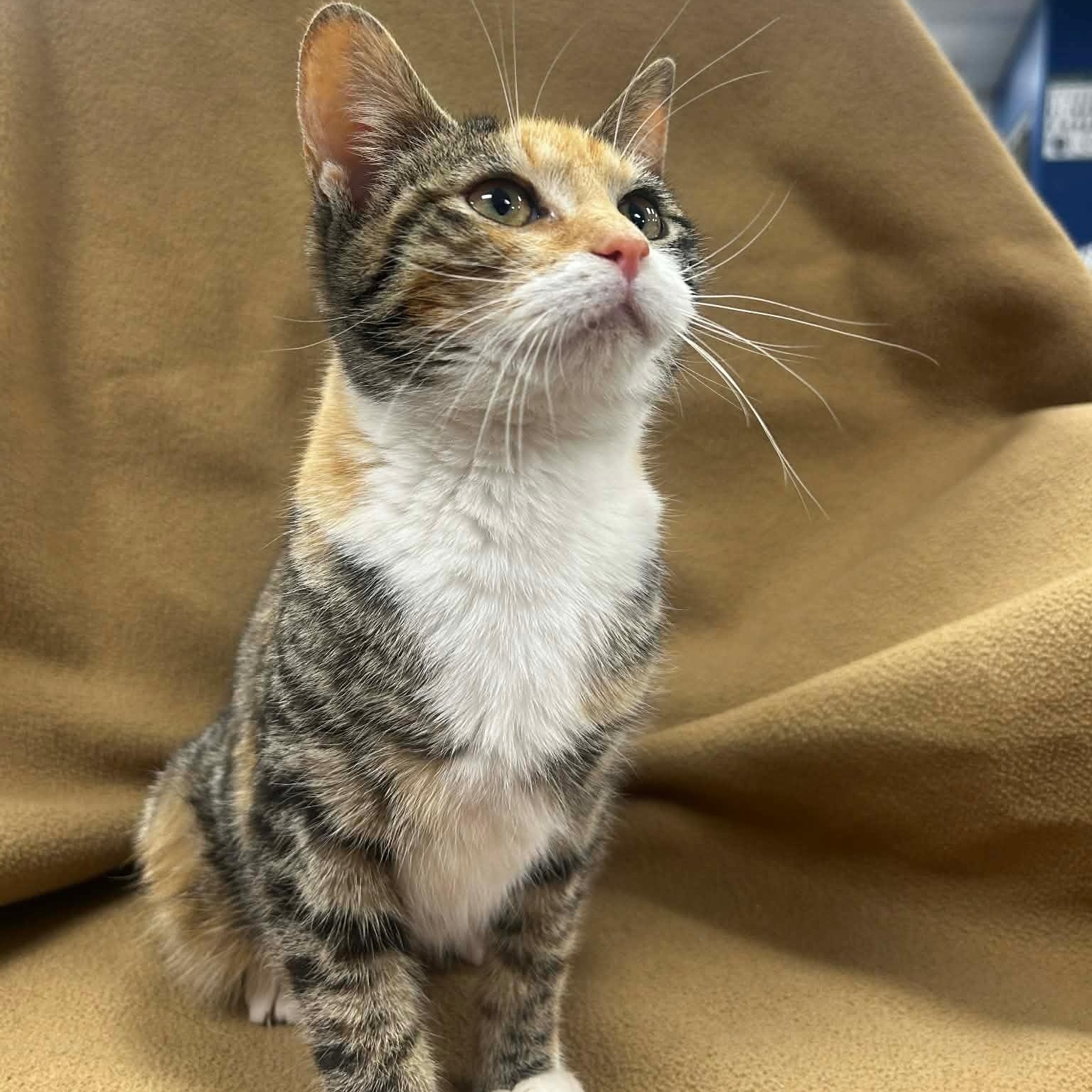 Enlarge TILLY, a Adoptable mixed breed in Ashland, OH image 3/6