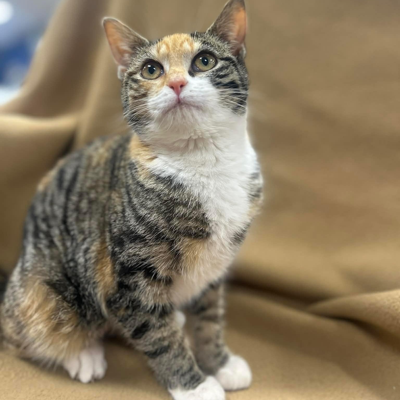 Enlarge TILLY, a Adoptable mixed breed in Ashland, OH image 2/6