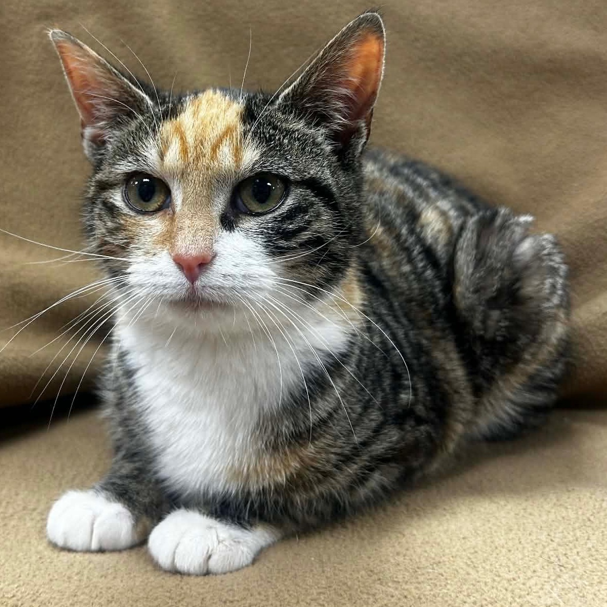 Enlarge TILLY, a Adoptable mixed breed in Ashland, OH image 5/6