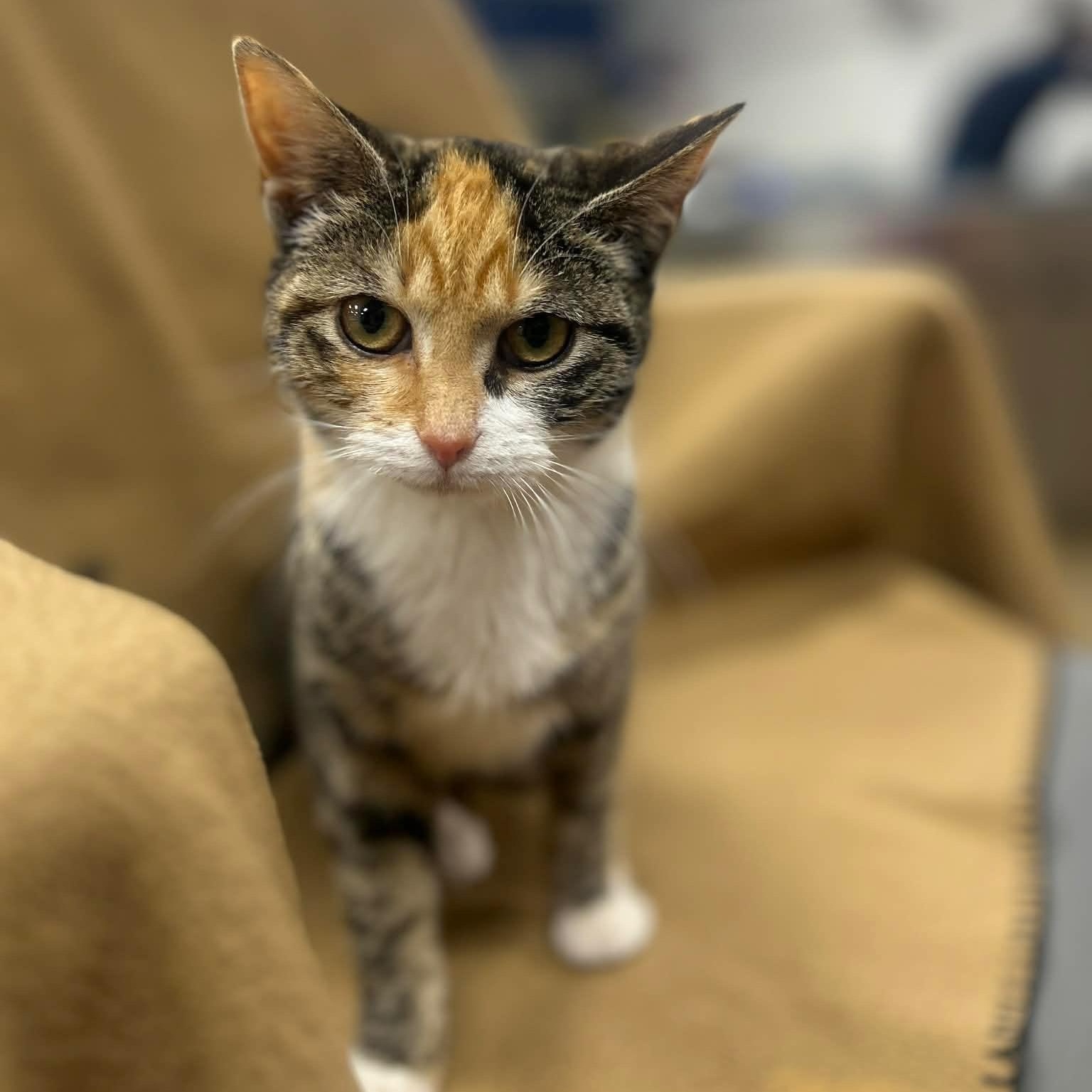 Enlarge TILLY, a Adoptable mixed breed in Ashland, OH image 6/6