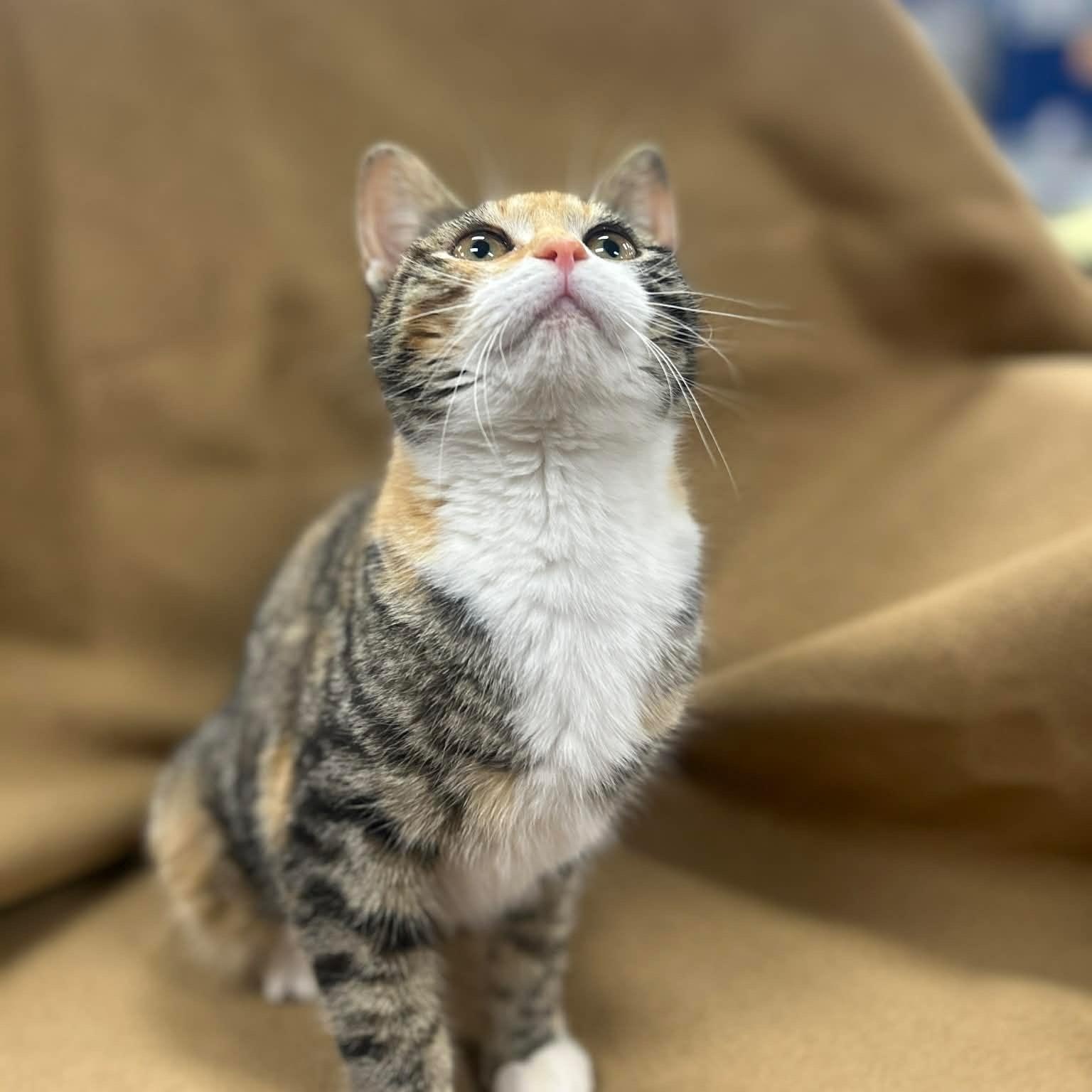 Enlarge TILLY, a Adoptable mixed breed in Ashland, OH image 4/6