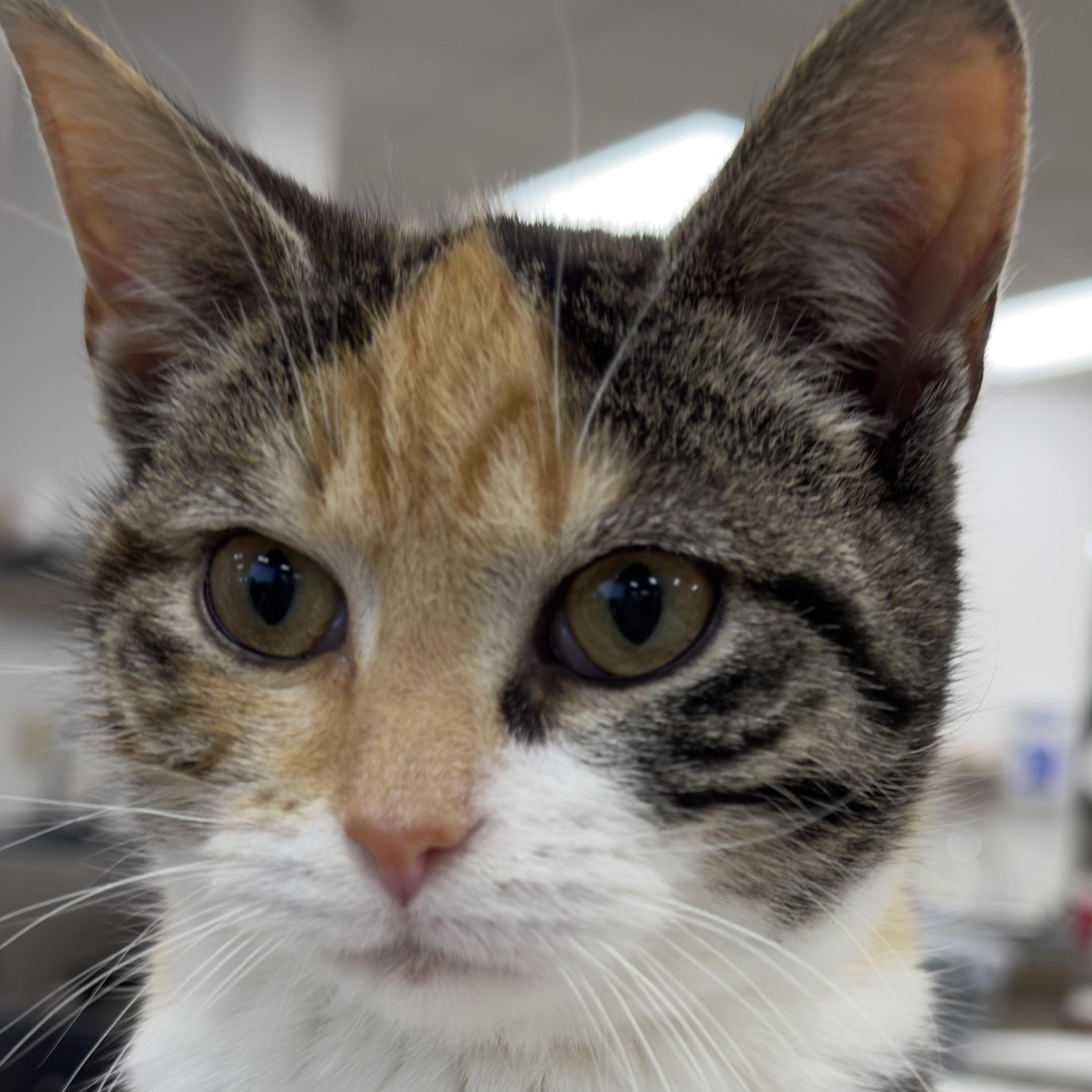 TILLY, Adoptable, Kitten Female Domestic Short Hair & Torbie.
