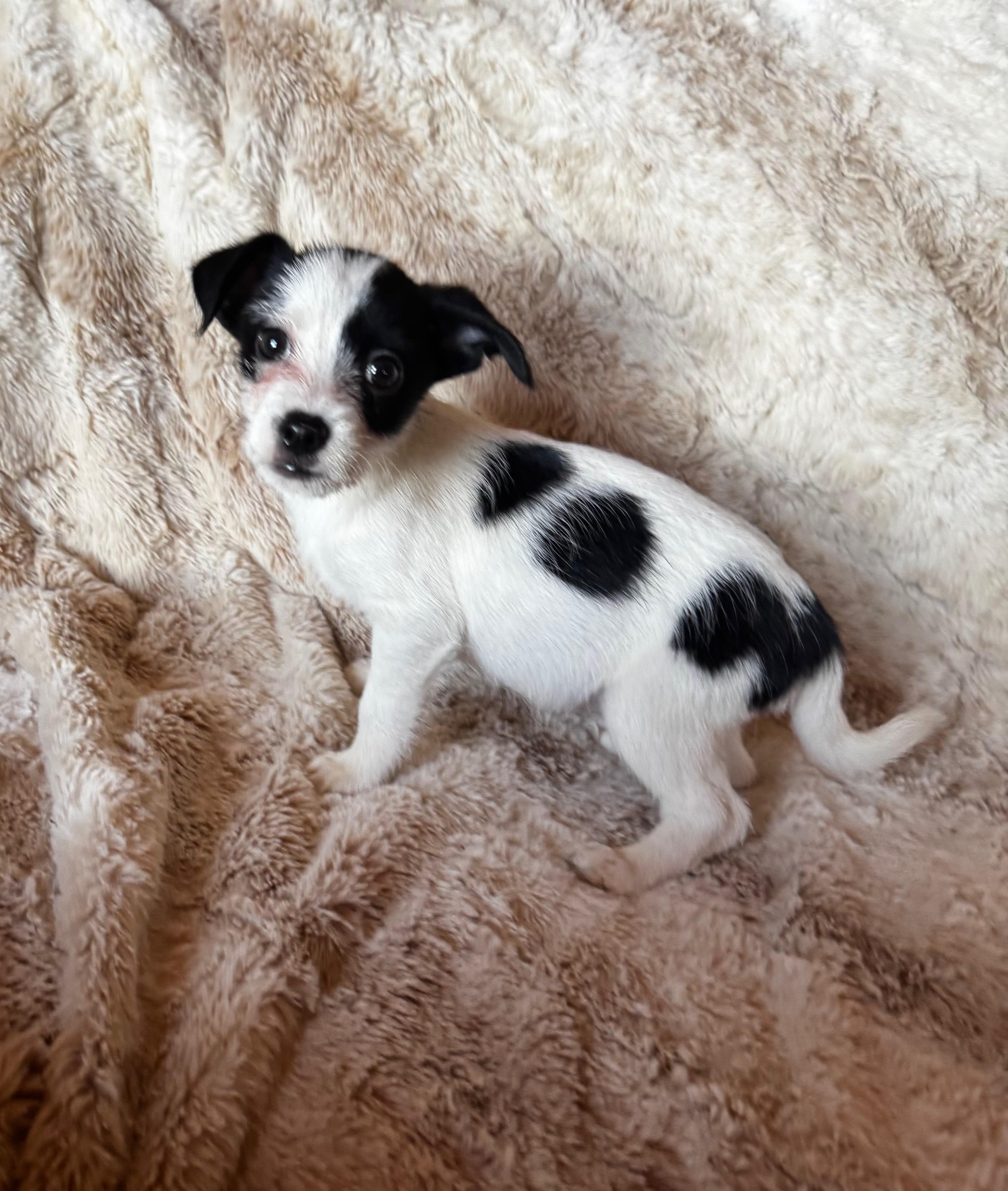 Buzz, ADOPTABLE, Puppy Male Rat Terrier.